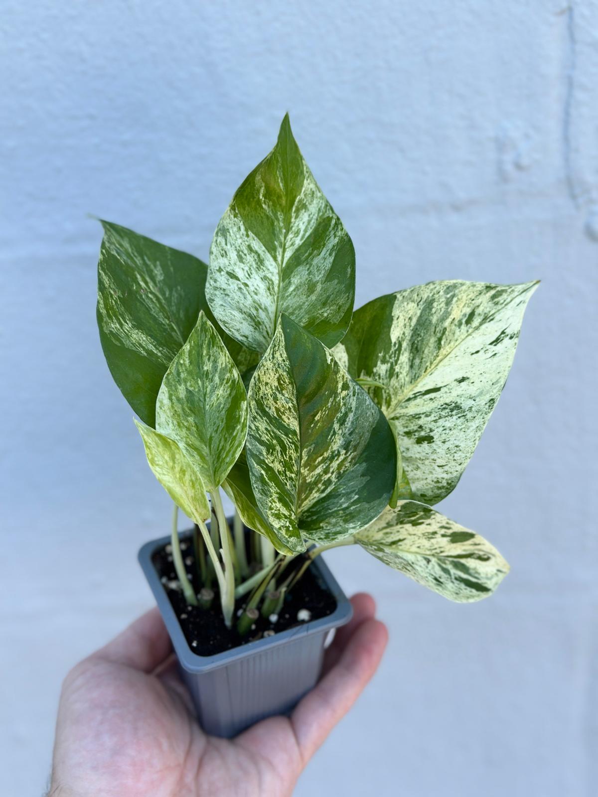 Marble Pothos in 3" Nursery Pot - Gorgeous Variegated Indoor Easy Care House Plant - Marble Pothos - Vining Plant - Office Plants
