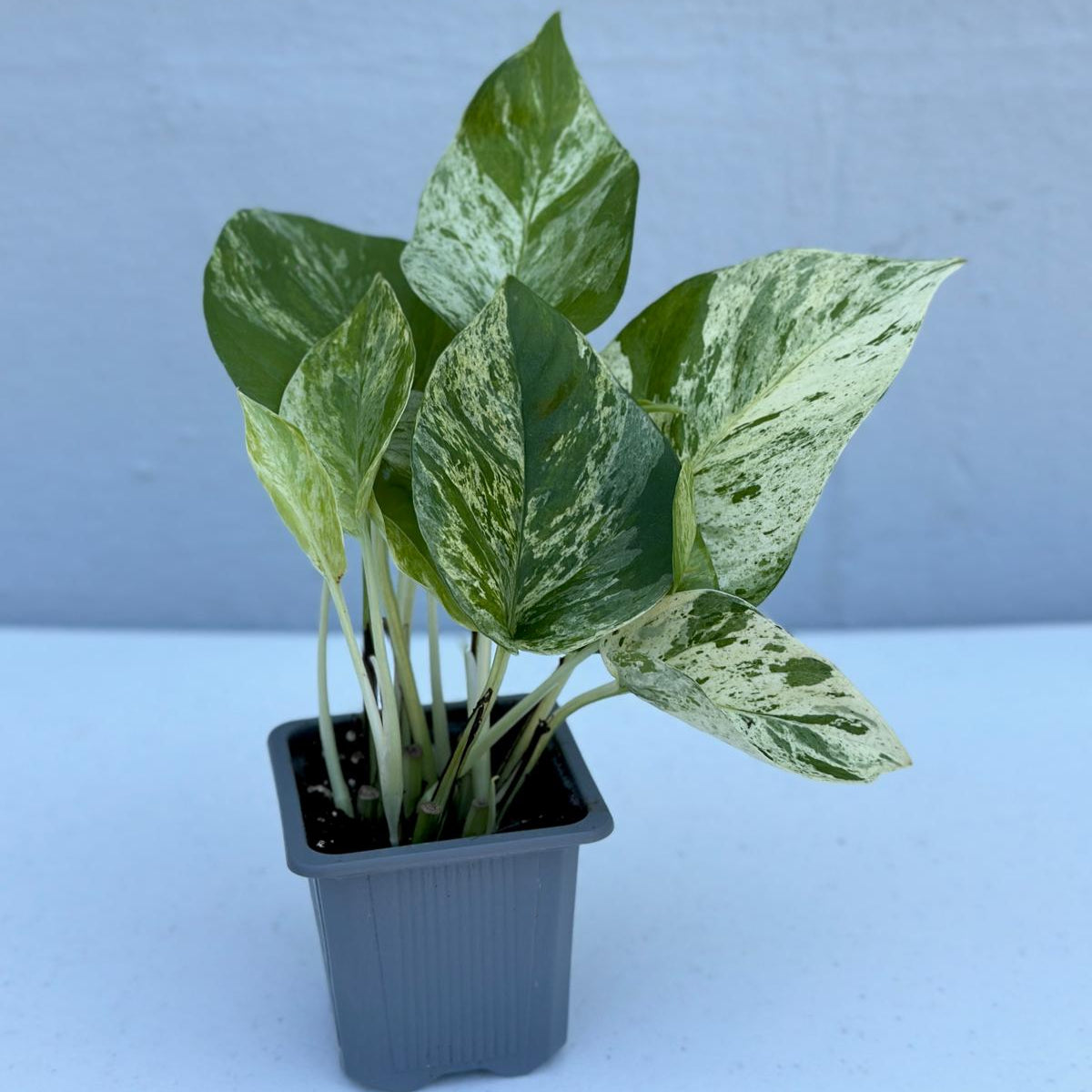 Marble Pothos in 3" Nursery Pot - Gorgeous Variegated Indoor Easy Care House Plant - Marble Pothos - Vining Plant - Office Plants