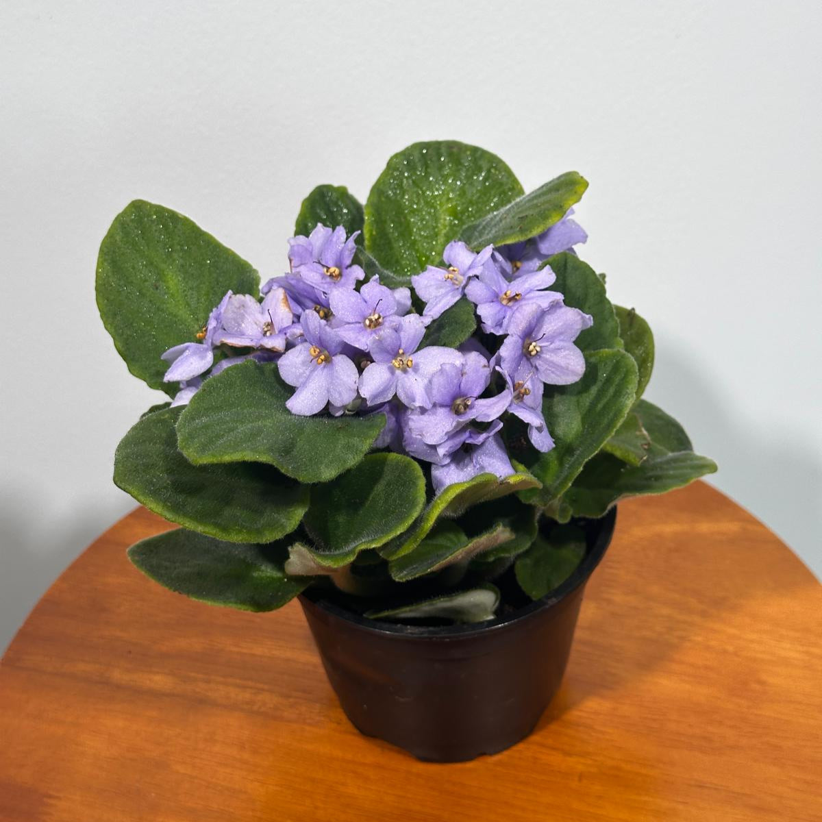 African Violet Light Purple in 4” Grow Pot - Saintpaulia Ionantha - Light Puple Violets - Indoor Blooming Flower Plant - Flowering Terrarium Plant