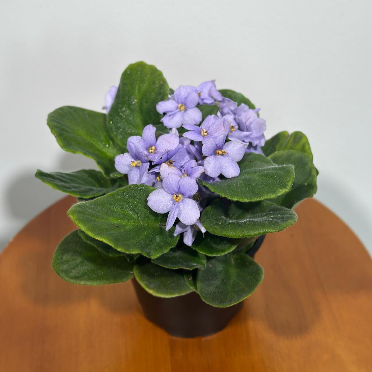 African Violet Light Purple in 4” Grow Pot - Saintpaulia Ionantha - Light Puple Violets - Indoor Blooming Flower Plant - Flowering Terrarium Plant