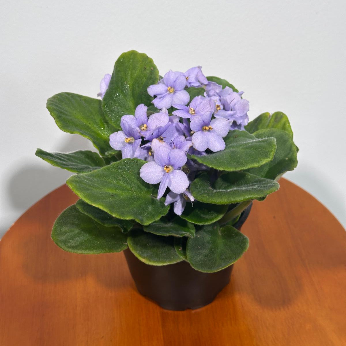 African Violet Light Purple in 4” Grow Pot - Saintpaulia Ionantha - Light Puple Violets - Indoor Blooming Flower Plant - Flowering Terrarium Plant