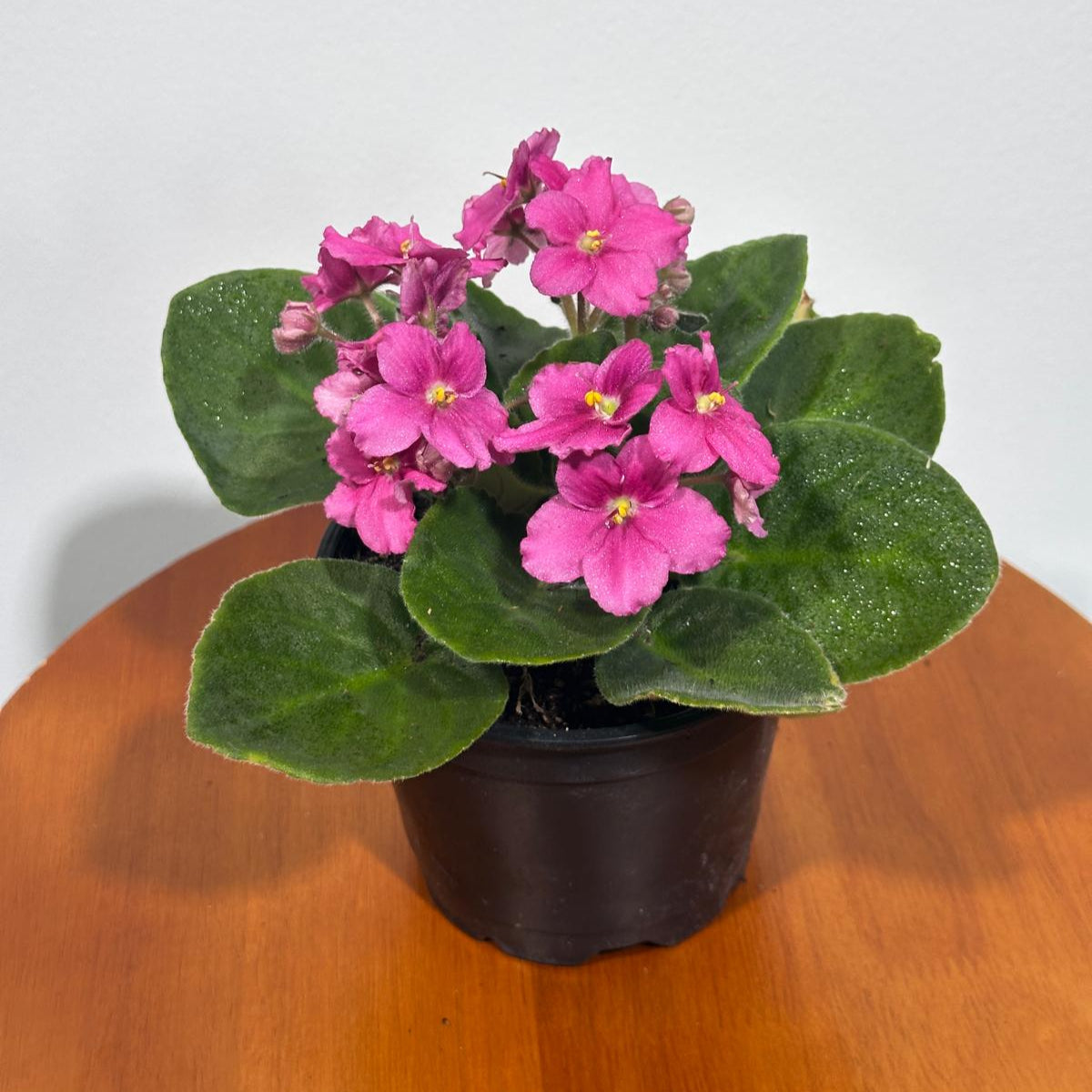 African Violet Hot Pink in 4” Grow Pot - Saintpaulia Ionantha - Hot Pink Violets - Indoor Blooming Flower Plant - Flowering Terrarium Plant