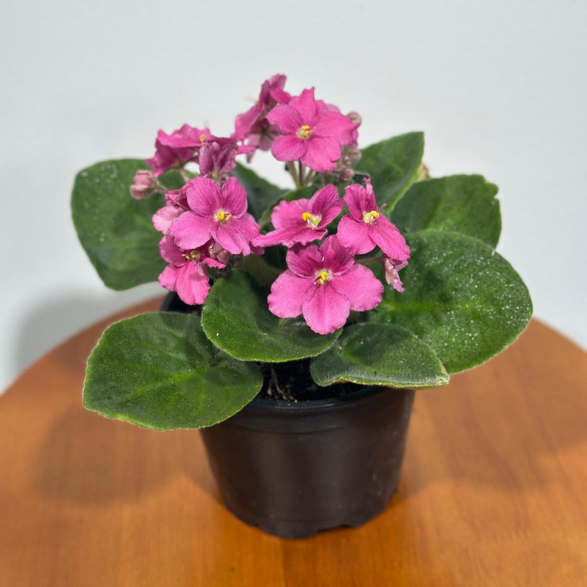 African Violet Hot Pink in 4” Grow Pot - Saintpaulia Ionantha - Hot Pink Violets - Indoor Blooming Flower Plant - Flowering Terrarium Plant