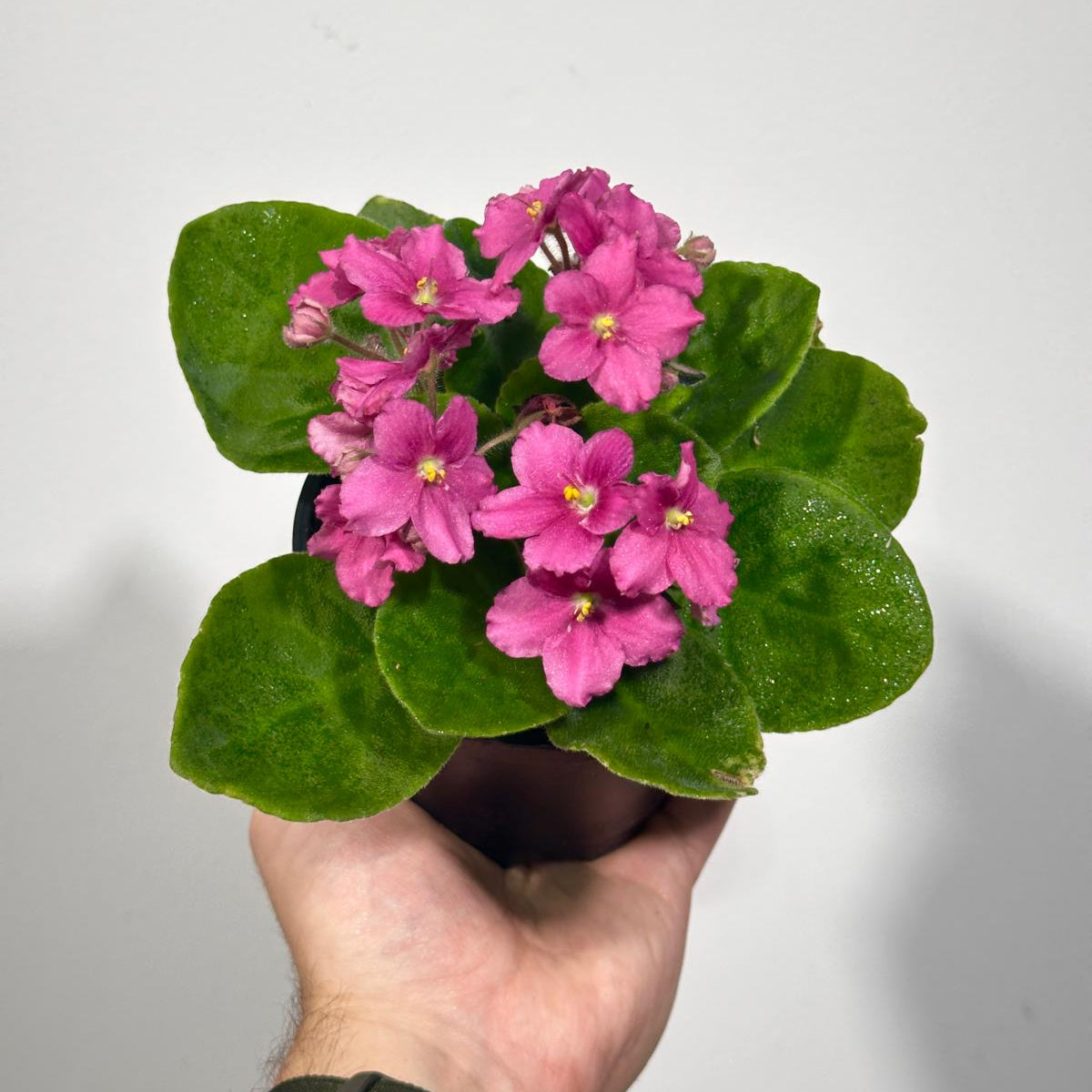 African Violet Hot Pink in 4” Grow Pot - Saintpaulia Ionantha - Hot Pink Violets - Indoor Blooming Flower Plant - Flowering Terrarium Plant