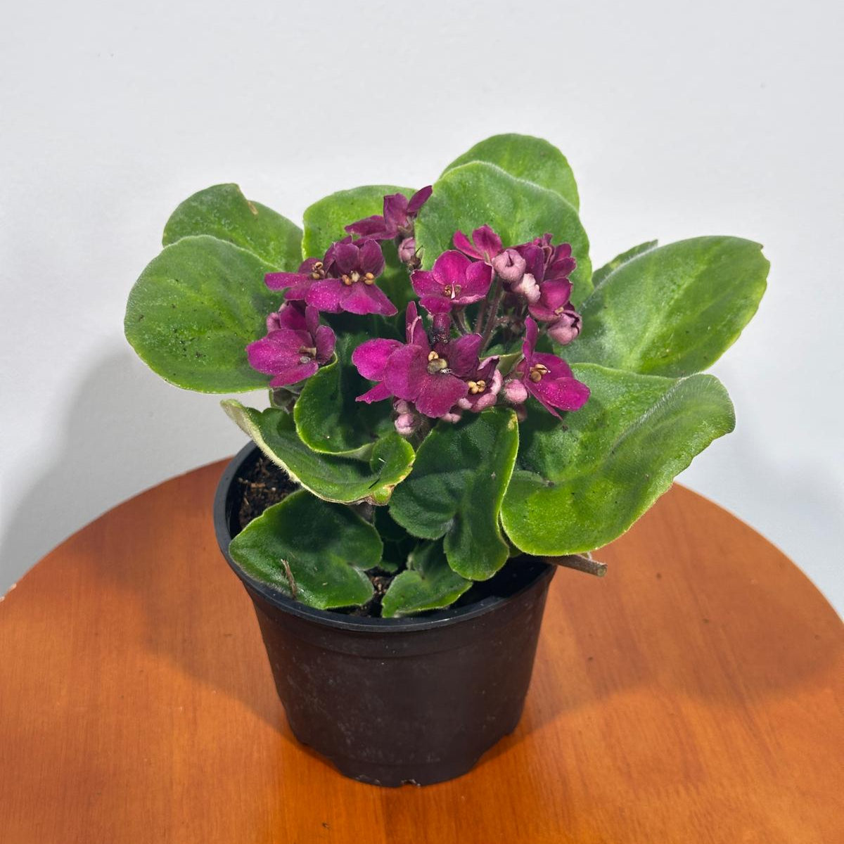 African Violet Magenta in 4” Grow Pot - Saintpaulia Ionantha - Magenta Violets - Indoor Blooming Flower Plant - Flowering Terrarium Plant
