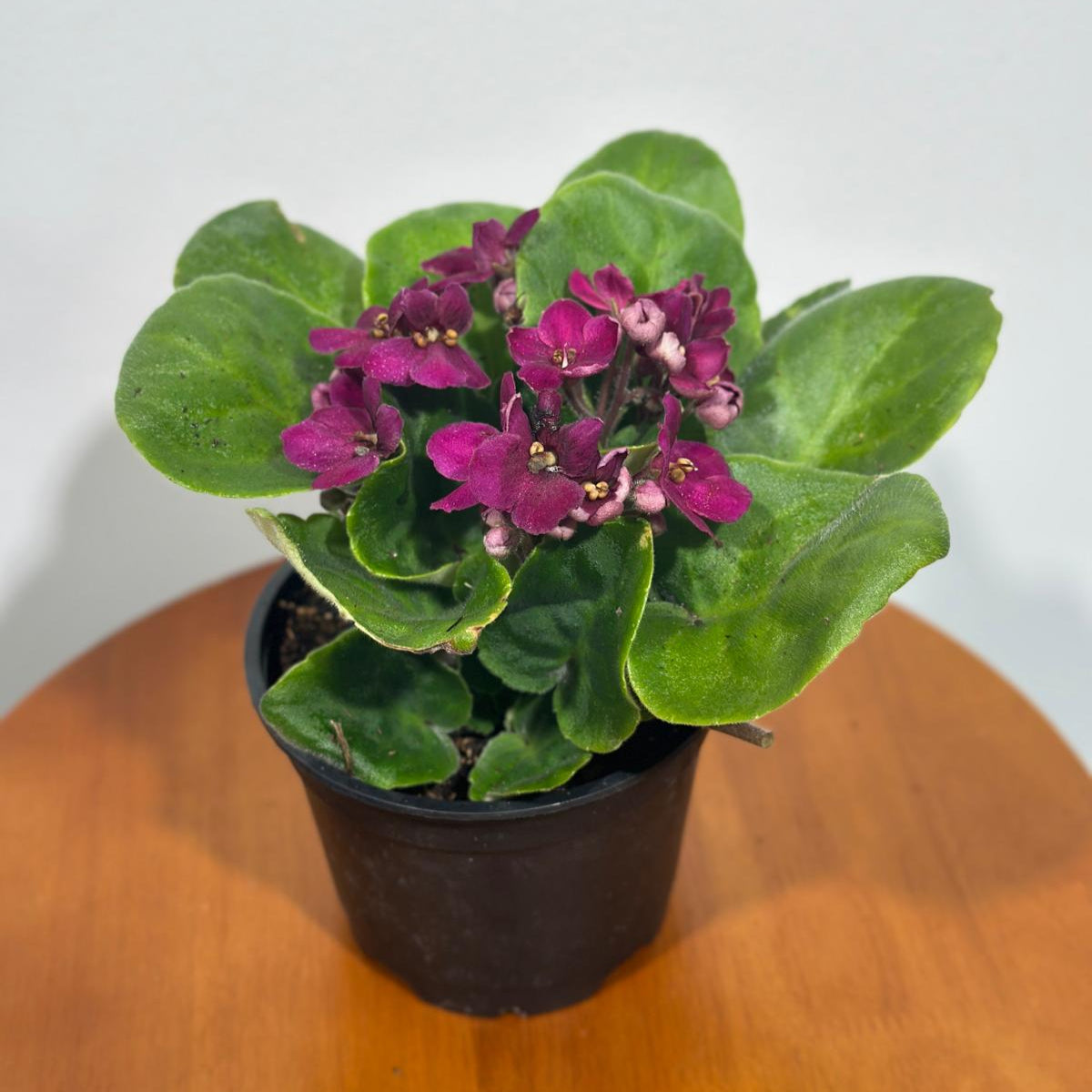 African Violet Magenta in 4” Grow Pot - Saintpaulia Ionantha - Magenta Violets - Indoor Blooming Flower Plant - Flowering Terrarium Plant