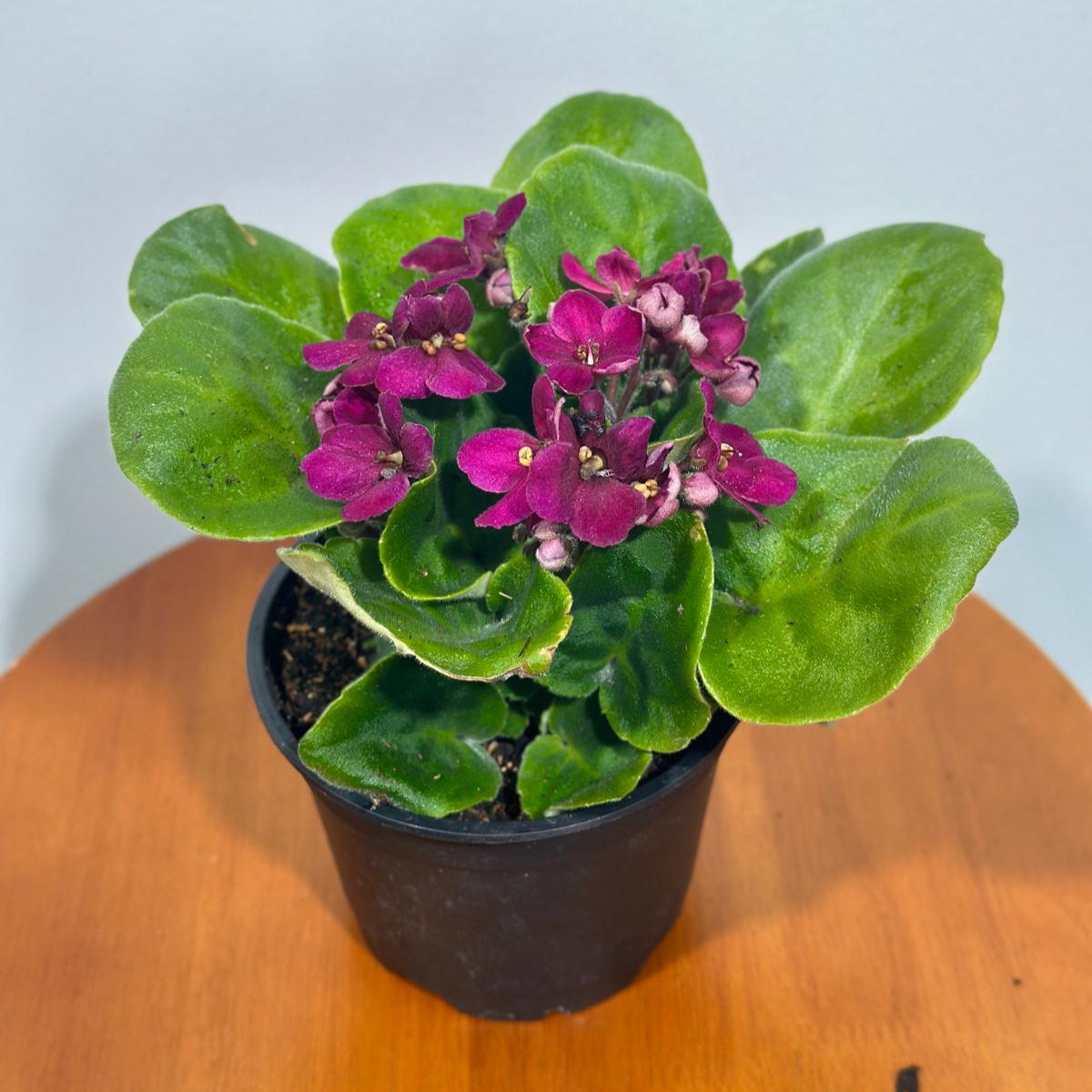 African Violet Magenta in 4” Grow Pot - Saintpaulia Ionantha - Magenta Violets - Indoor Blooming Flower Plant - Flowering Terrarium Plant