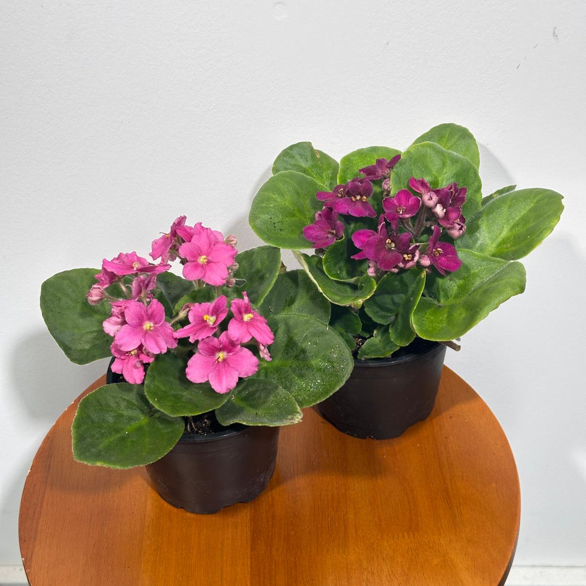 Set of 2 African Violets in a 4" Grow Pot – Indoor Plant Gift Set