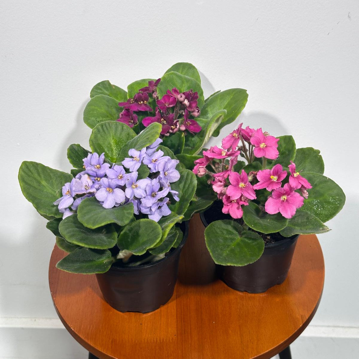 Set of 3 African Violets in a 4" Grow Pot – Indoor Plant Gift Set