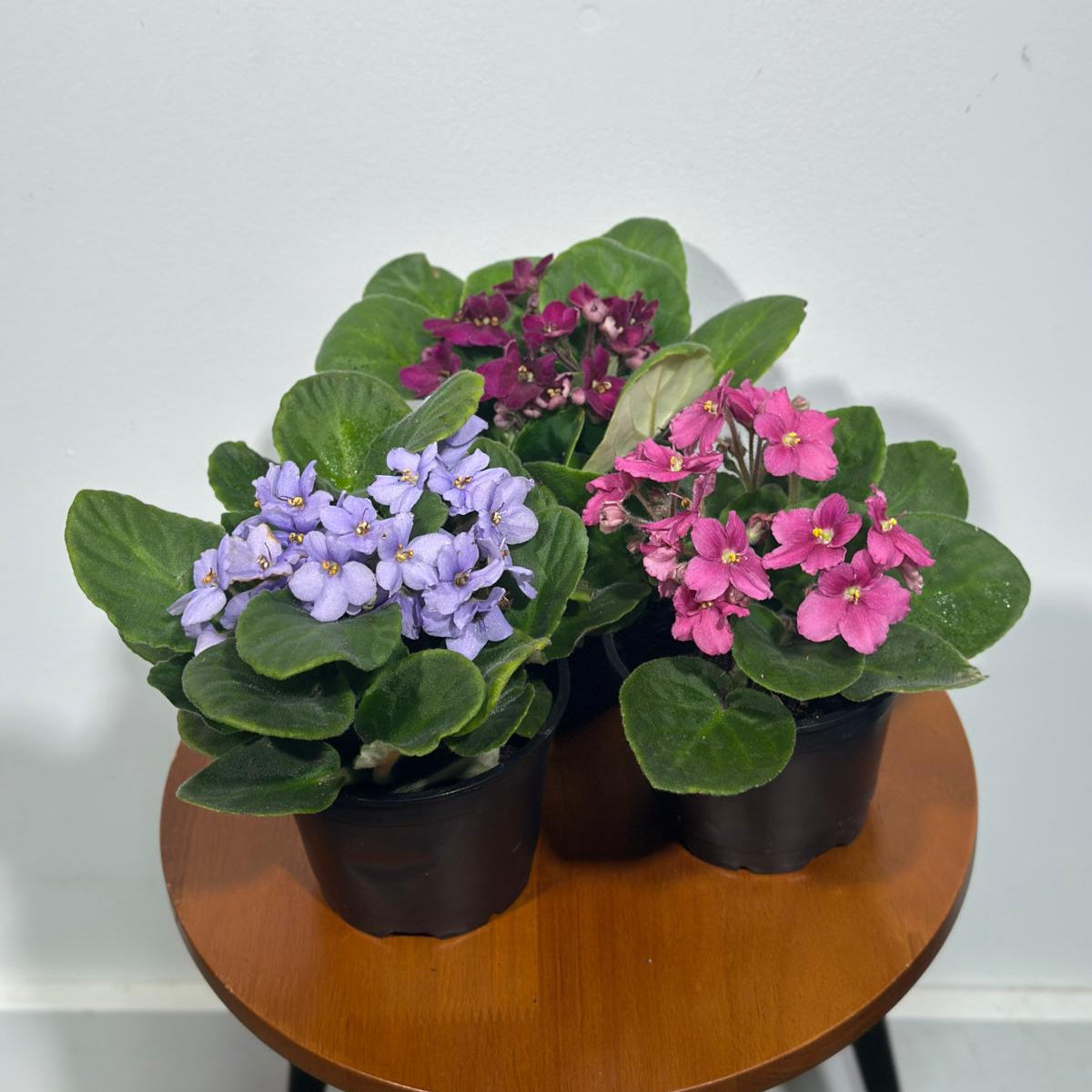 Set of 3 African Violets in a 4" Grow Pot – Indoor Plant Gift Set