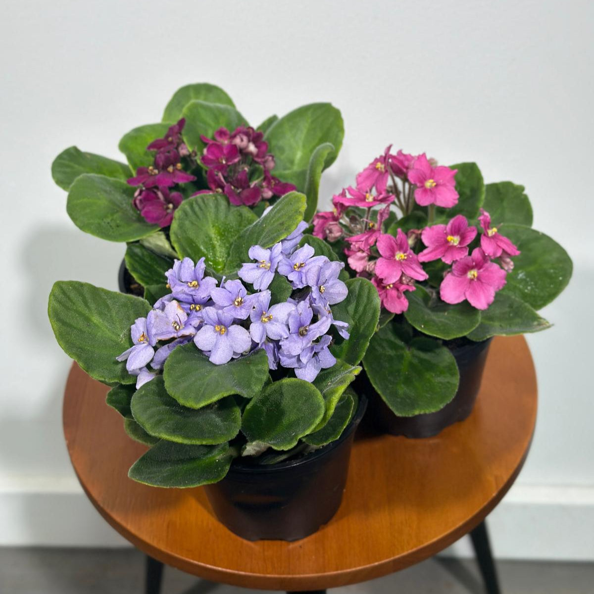 Set of 3 African Violets in a 4" Grow Pot – Indoor Plant Gift Set