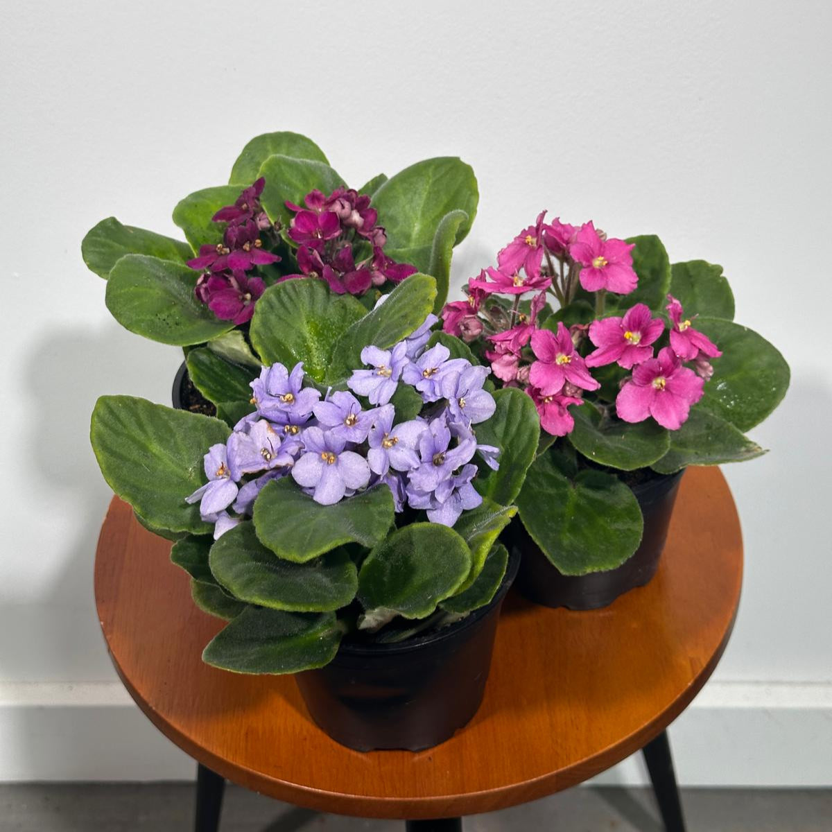 Set of 3 African Violets in a 4" Grow Pot – Indoor Plant Gift Set