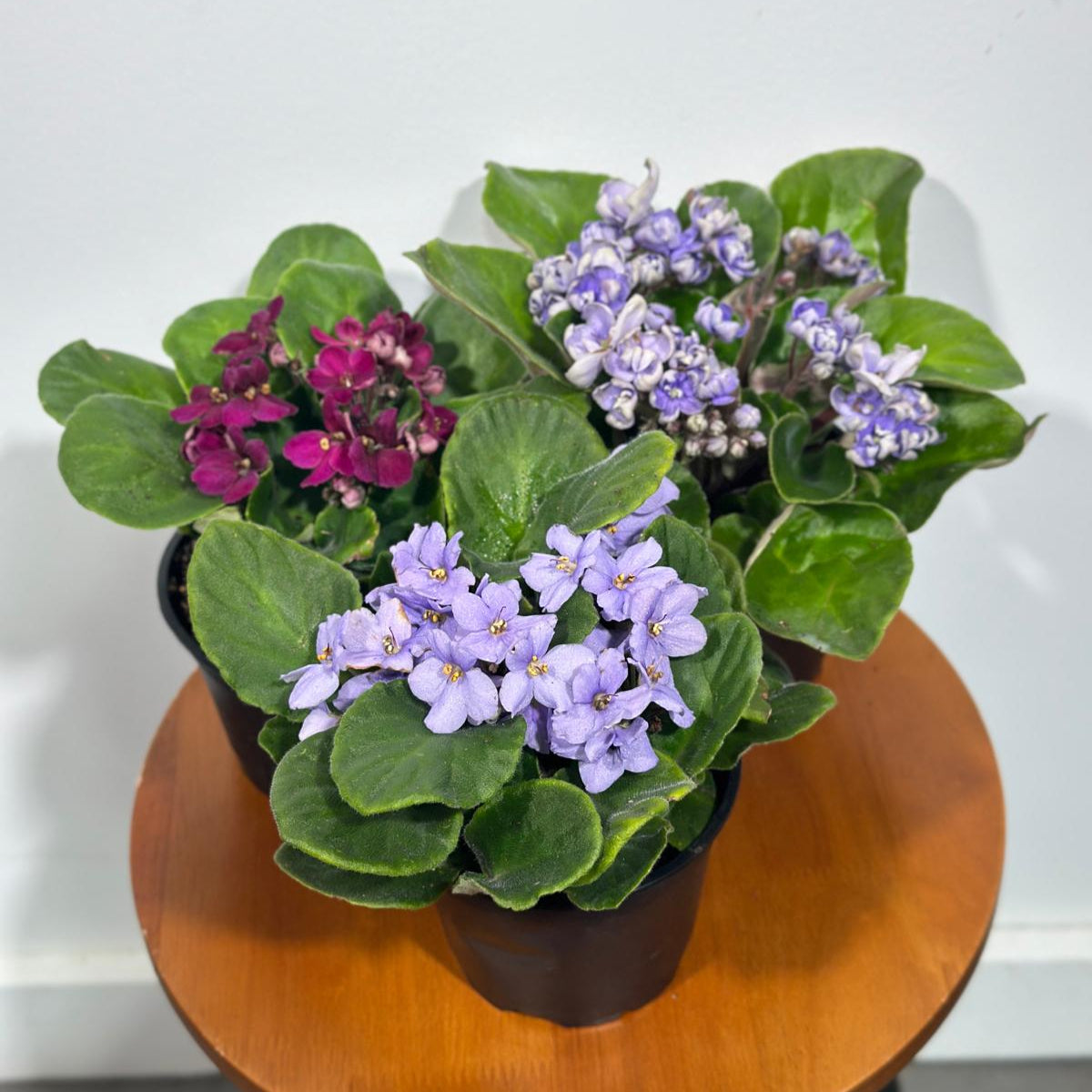 Set of 3 African Violets in a 4" Grow Pot – Indoor Plant Gift Set