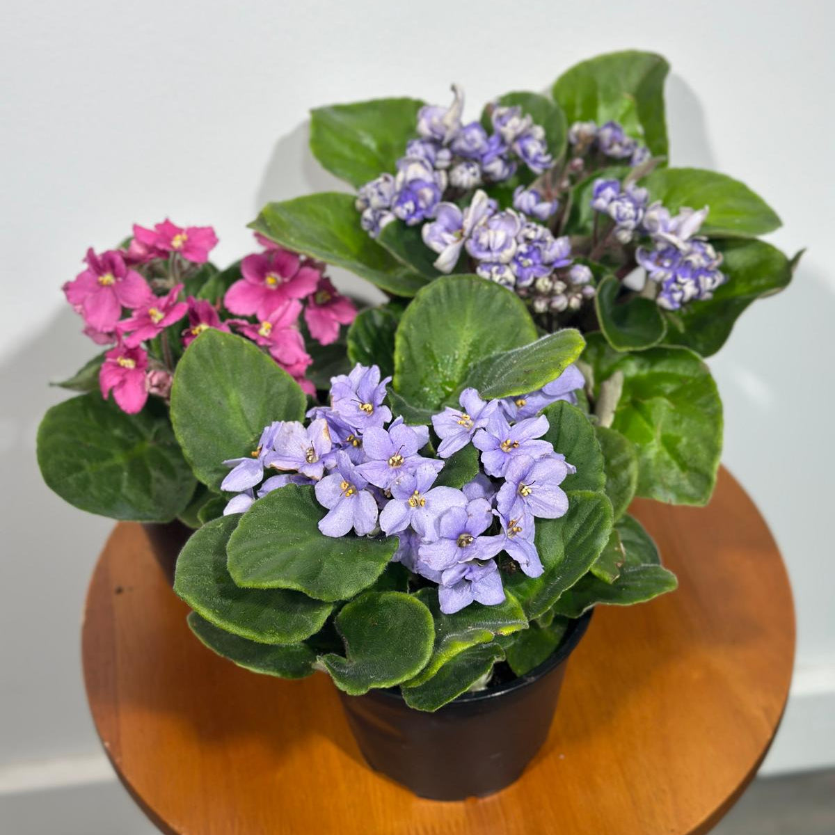 Set of 3 African Violets in a 4" Grow Pot – Indoor Plant Gift Set