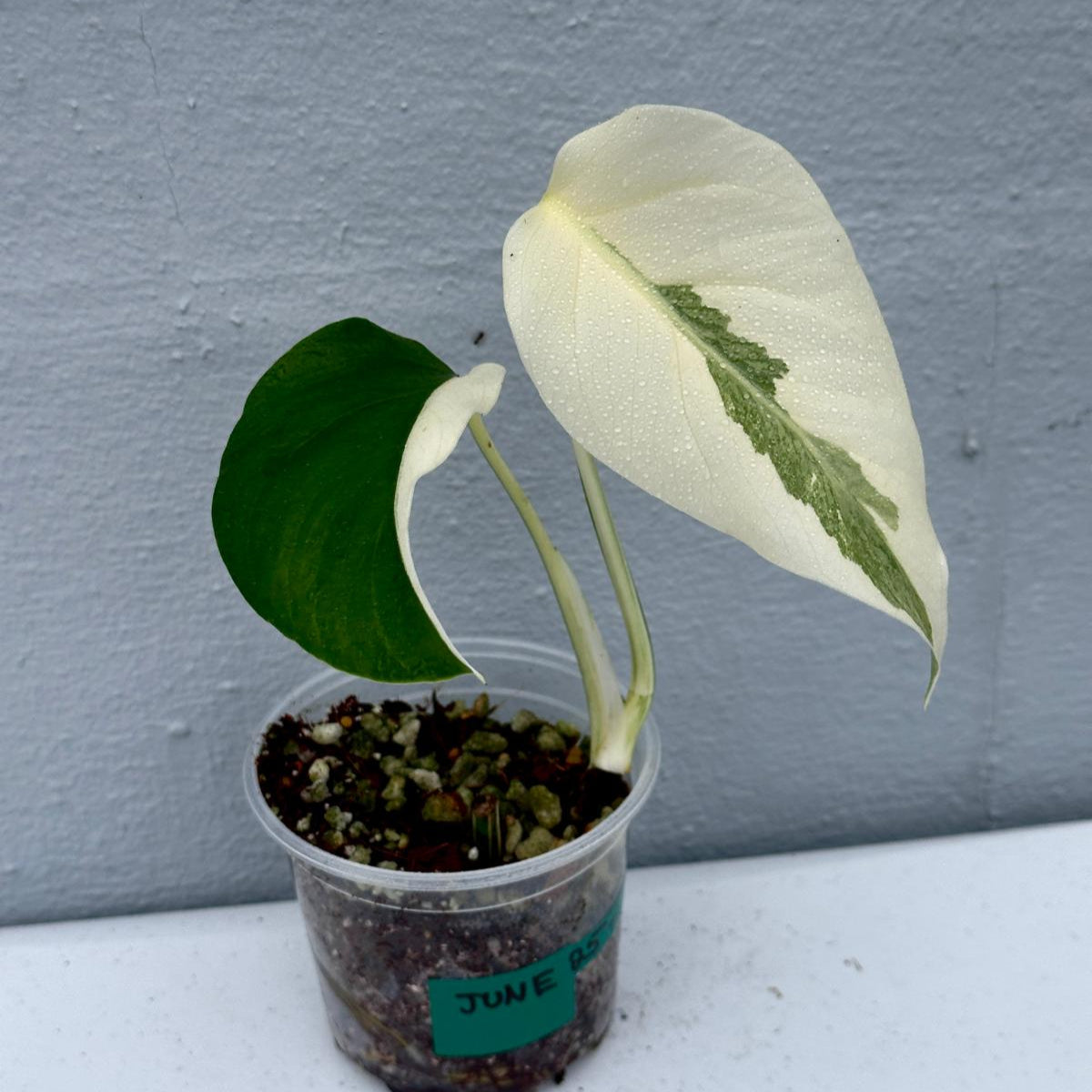 Variegated Monstera Albo Plant - Rare Indoor White Monstera Albo Borsigiana Plant - Albo Monstera - US Seller - Rare Houseplant -EXACT Plant