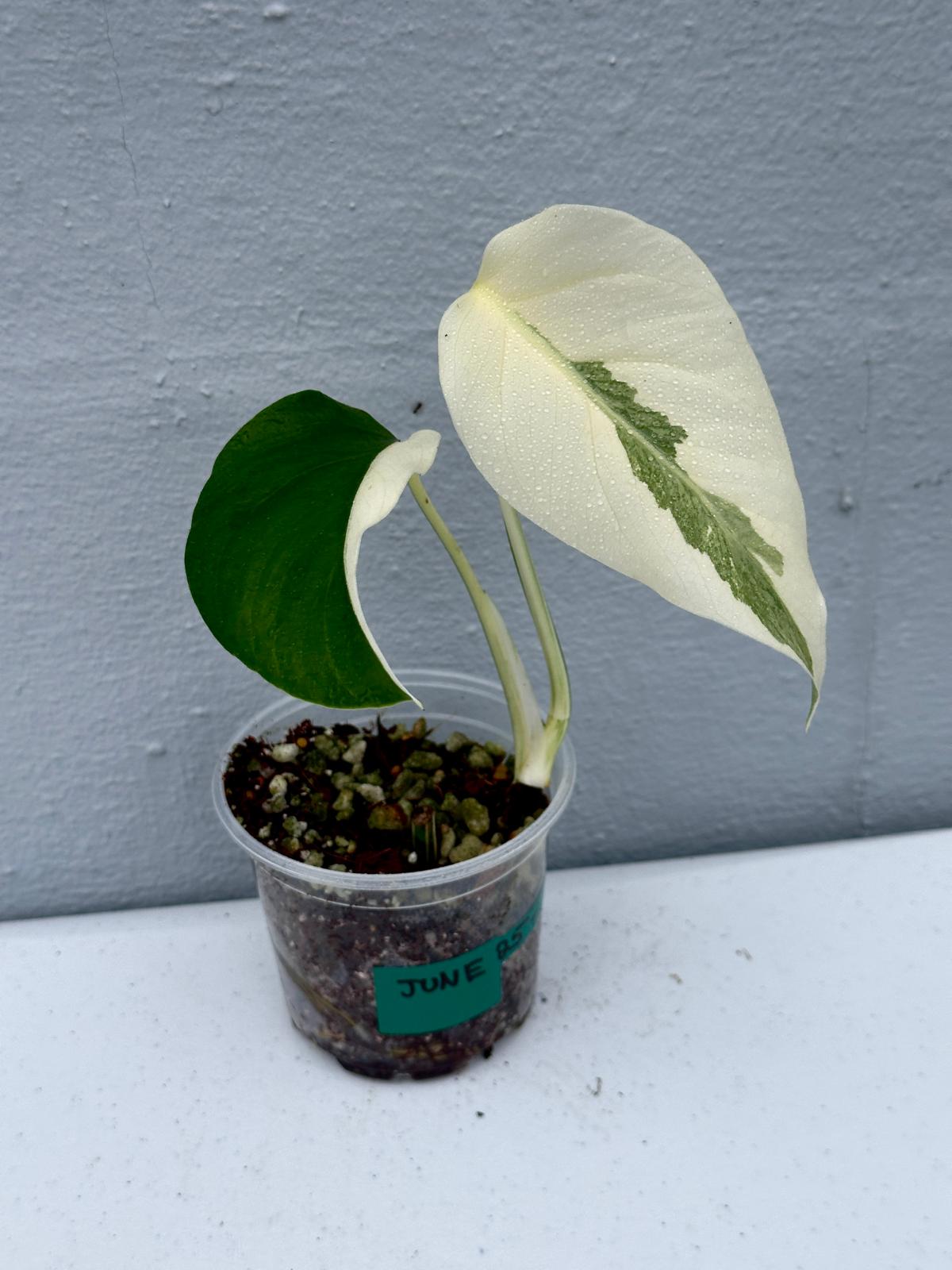 Variegated Monstera Albo Plant - Rare Indoor White Monstera Albo Borsigiana Plant - Albo Monstera - US Seller - Rare Houseplant -EXACT Plant