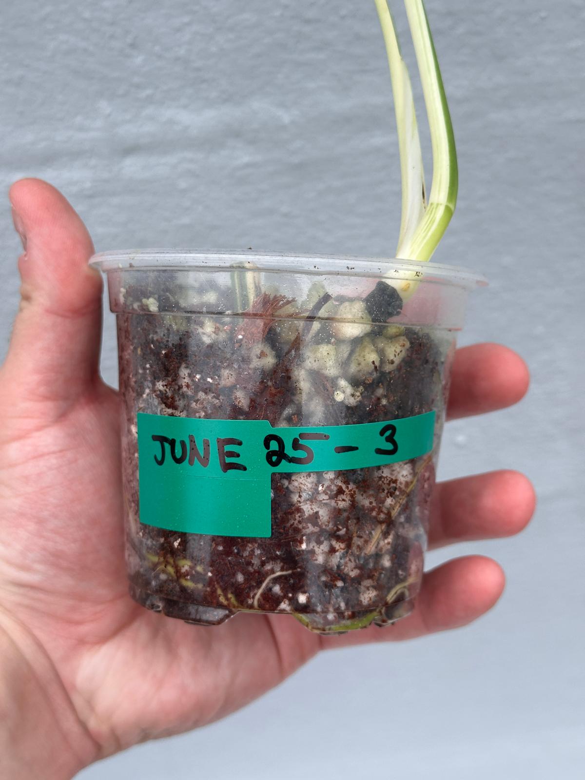 Variegated Monstera Albo Plant - Rare Indoor White Monstera Albo Borsigiana Plant - Albo Monstera - US Seller - Rare Houseplant -EXACT Plant