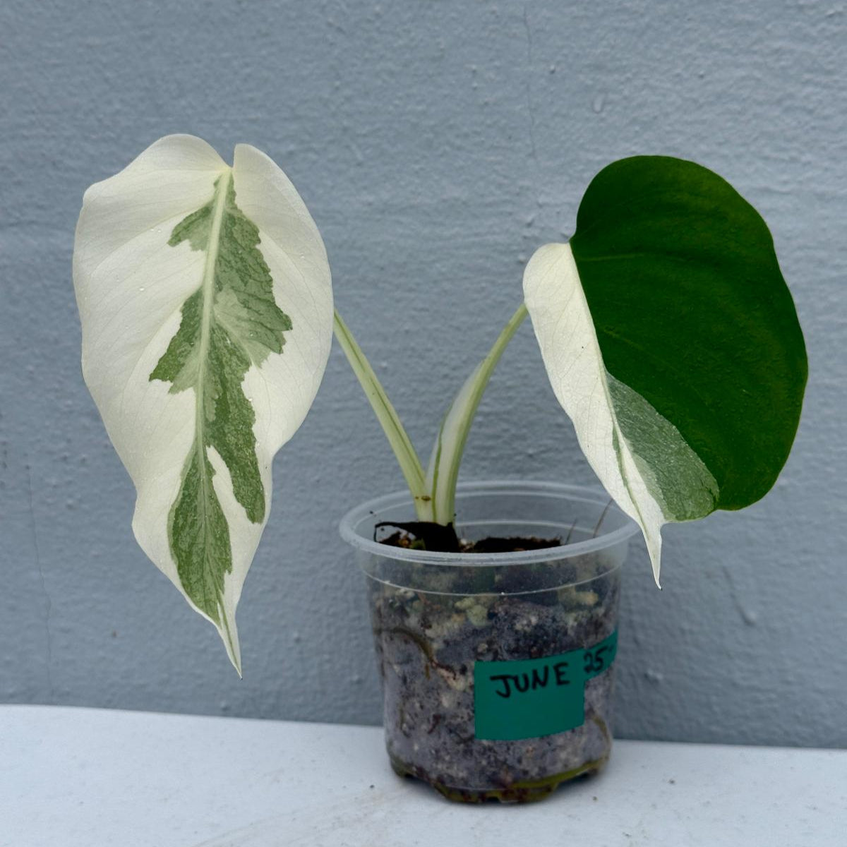 Variegated Monstera Albo Plant - Rare Indoor White Monstera Albo Borsigiana Plant - Albo Half-Moon Leaf Baby Plant - EXACT Plant -US Seller