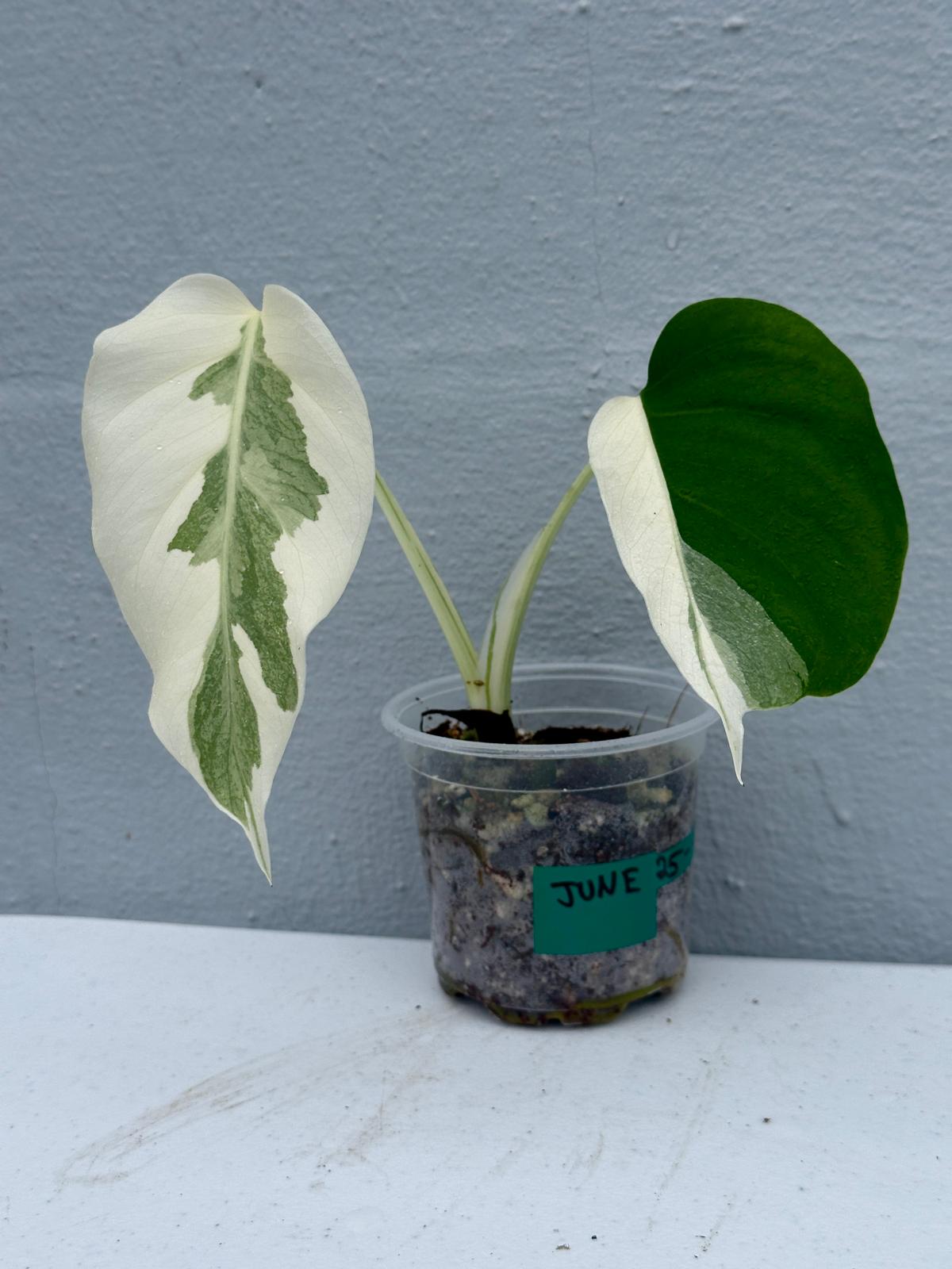 Variegated Monstera Albo Plant - Rare Indoor White Monstera Albo Borsigiana Plant - Albo Half-Moon Leaf Baby Plant - EXACT Plant -US Seller