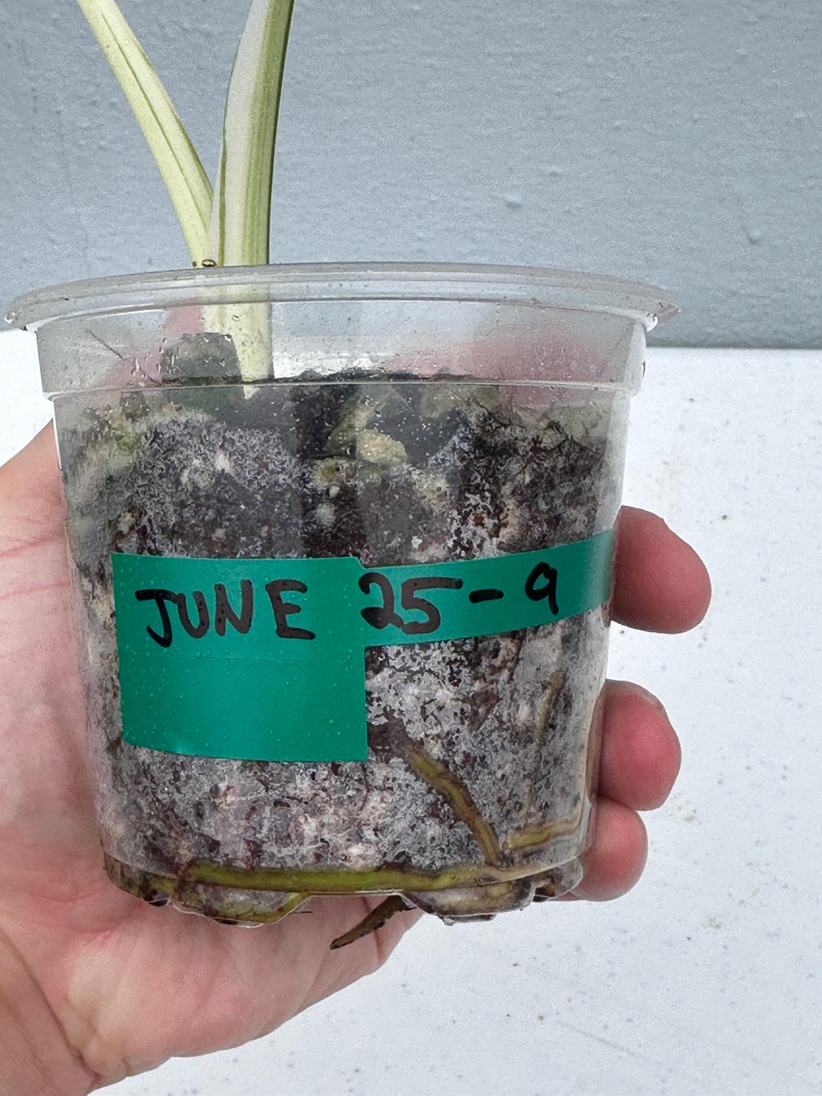 Variegated Monstera Albo Plant - Rare Indoor White Monstera Albo Borsigiana Plant - Albo Half-Moon Leaf Baby Plant - EXACT Plant -US Seller