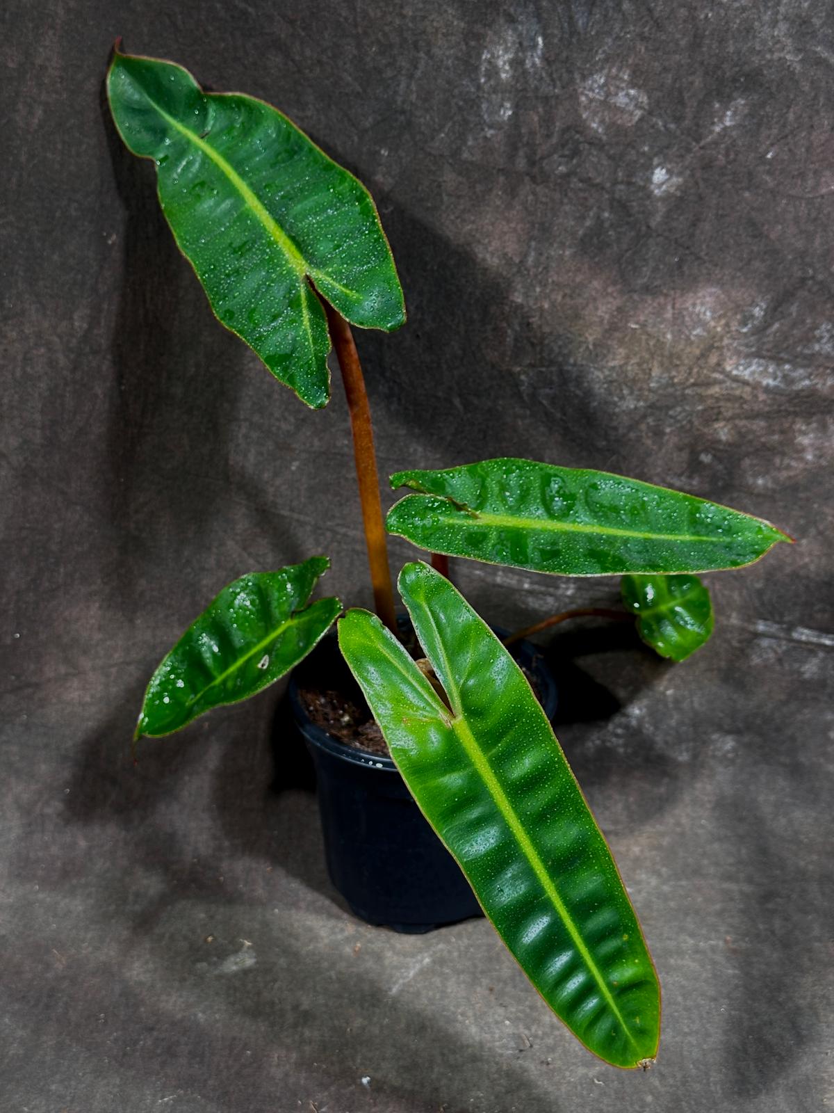 Philodendron Billietiae in a 4" Grow Pot - Houseplants Indoor and Outdoor - Rare Aroid with Long Wavy Leaves - Live Tropical Plant in Grow Pot