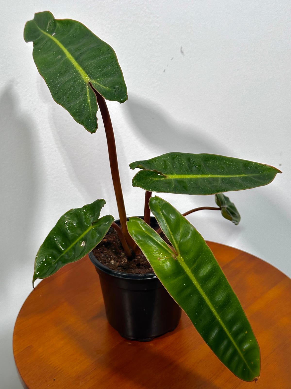 Philodendron Billietiae in a 4" Grow Pot - Houseplants Indoor and Outdoor - Rare Aroid with Long Wavy Leaves - Live Tropical Plant in Grow Pot