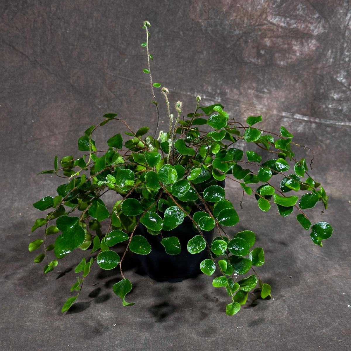 Button Fern in 4" Grow Pot - Pellaea Rotundifolia Starter Plant - Fully Rooted Fern Plant Live - Indoor Houseplants - Round-Leafed Fern