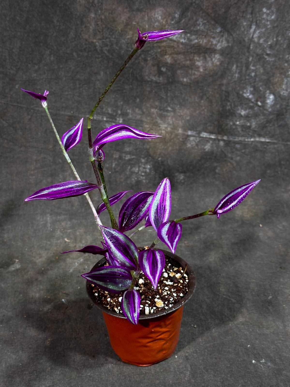 Tradescantia Pink Paradise in 3" Grow Pot - Wandering Jew Live Plant - Vibrant Pink Foliage - Easy and Low Maintenance Houseplant