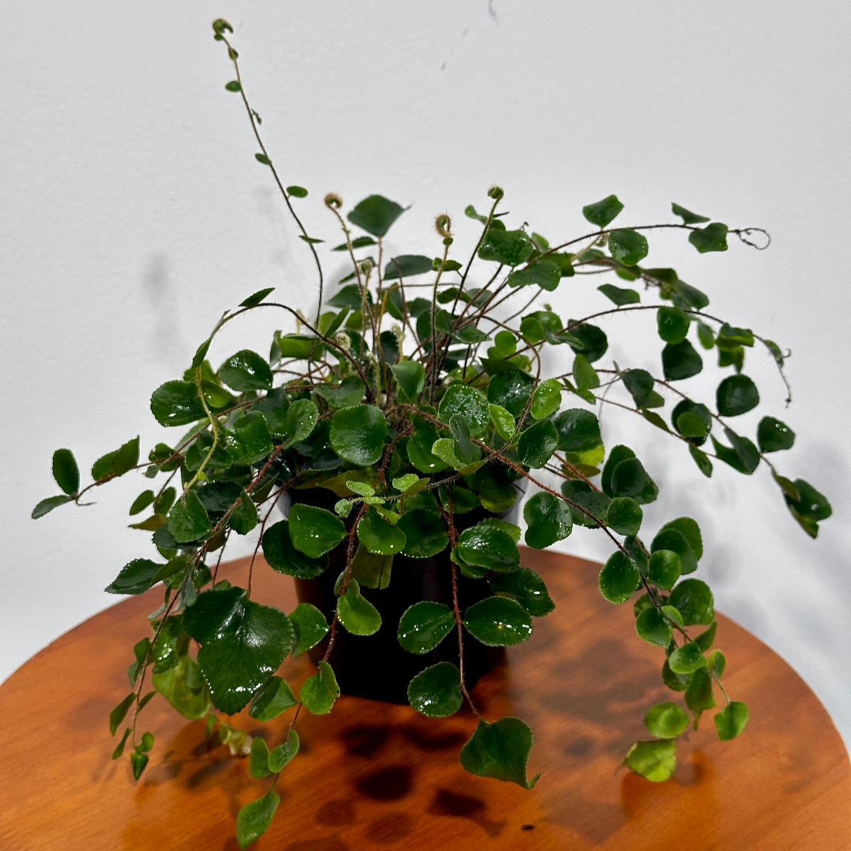 Button Fern in 4" Grow Pot - Pellaea Rotundifolia Starter Plant - Fully Rooted Fern Plant Live - Indoor Houseplants - Round-Leafed Fern