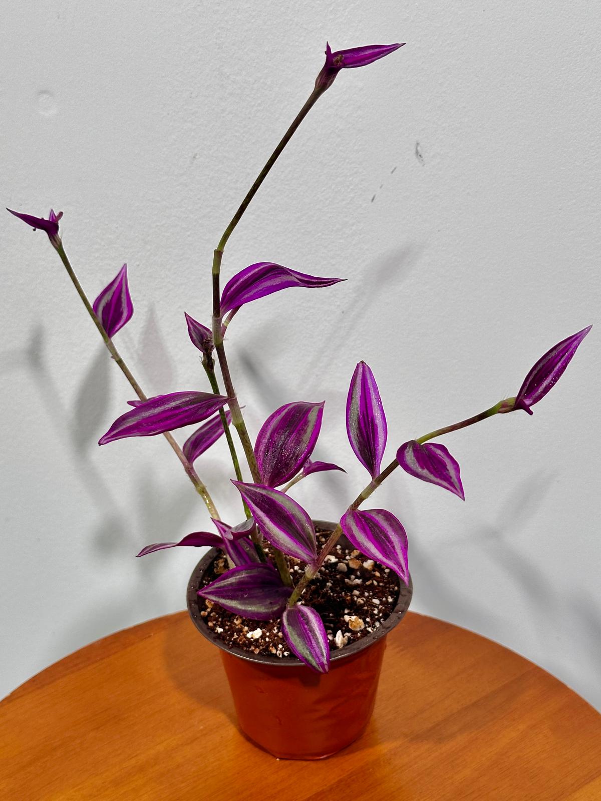 Tradescantia Pink Paradise in 3" Grow Pot - Wandering Jew Live Plant - Vibrant Pink Foliage - Easy and Low Maintenance Houseplant