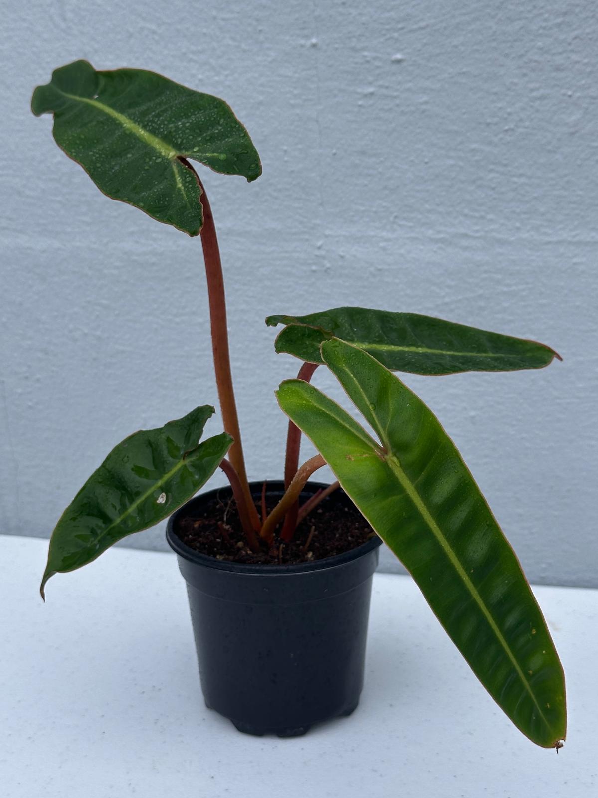 Philodendron Billietiae in a 4" Grow Pot - Houseplants Indoor and Outdoor - Rare Aroid with Long Wavy Leaves - Live Tropical Plant in Grow Pot