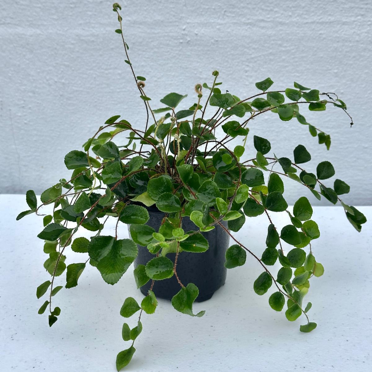 Button Fern in 4" Grow Pot - Pellaea Rotundifolia Starter Plant - Fully Rooted Fern Plant Live - Indoor Houseplants - Round-Leafed Fern