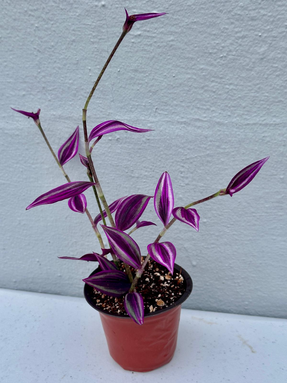 Tradescantia Pink Paradise in 3" Grow Pot - Wandering Jew Live Plant - Vibrant Pink Foliage - Easy and Low Maintenance Houseplant