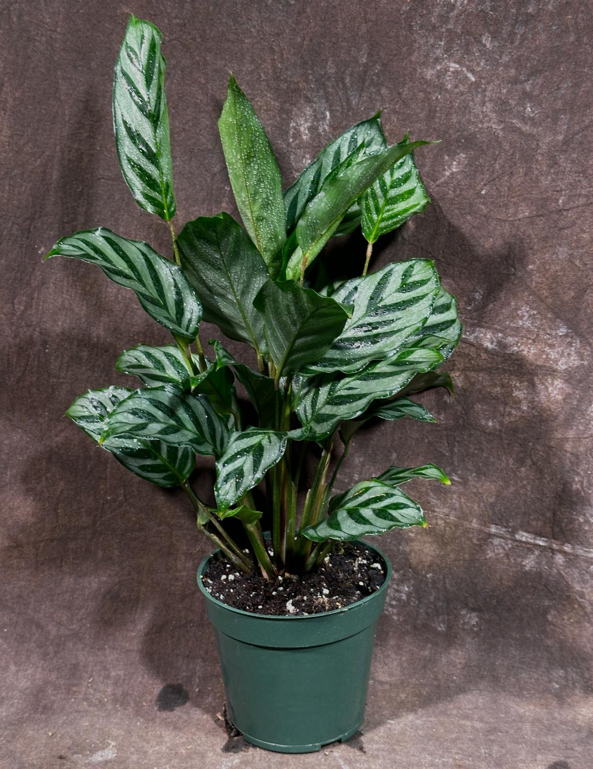 Calathea Leopard in a 4” Grow Pot - Calathea Leopardina - Starter Plant - Air Purifier Houseplant - Easy Care Plant - Gift Houseplant