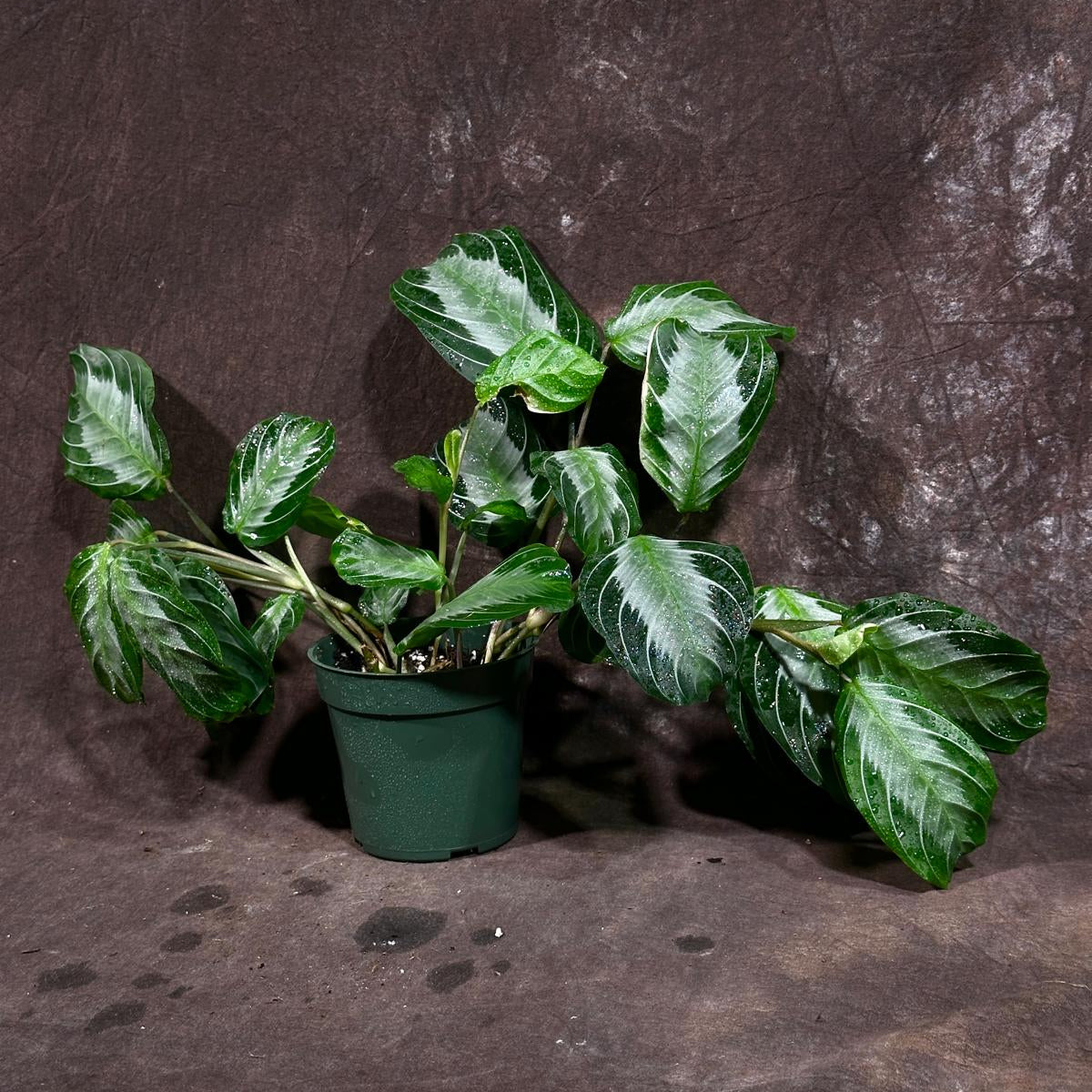 Maranta SILVER BAND in 4" Pot - Prayer Plant - Maranta Leuconeura Silver Band - Striped Green Leaves - Easy Care Plant - Gift Houseplant