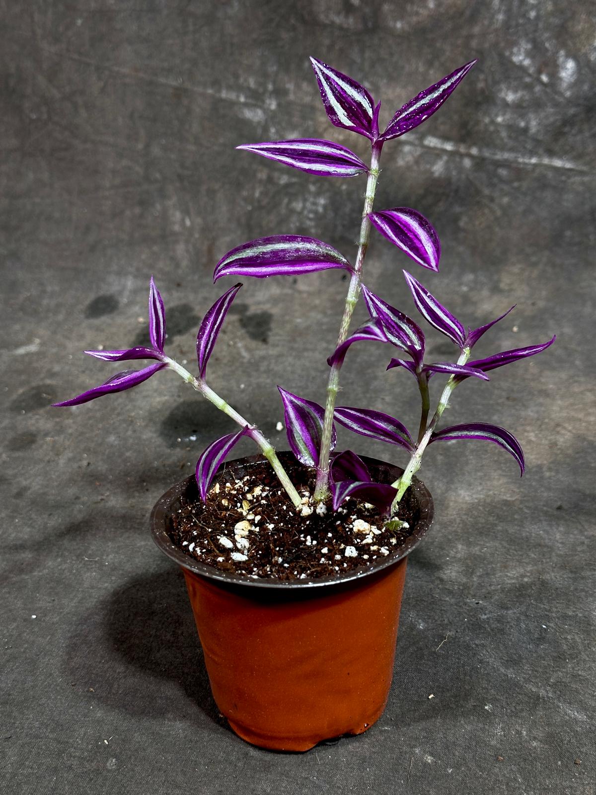 Tradescantia Pink Paradise in 3" Grow Pot - Wandering Jew Live Plant - Vibrant Pink Foliage - Easy and Low Maintenance Houseplant