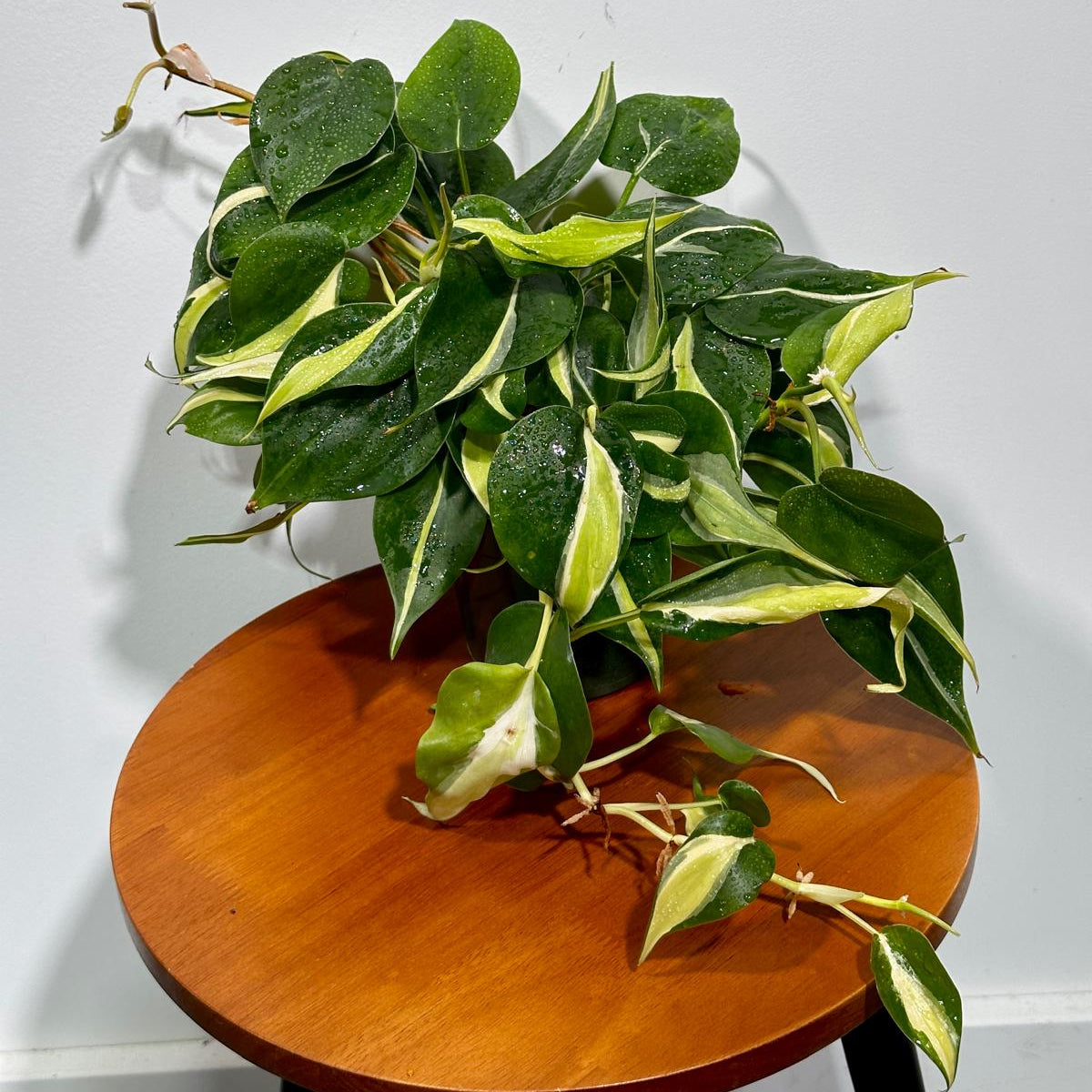 Philodendron SILVER STRIPE Rio in 4" Nursery Pot - Vining Indoor Plant - Air Purifier Plant - Tropical Houseplant