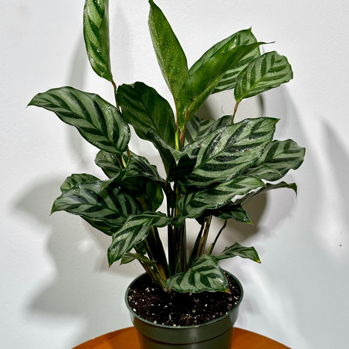 Calathea Leopard in a 4” Grow Pot - Calathea Leopardina