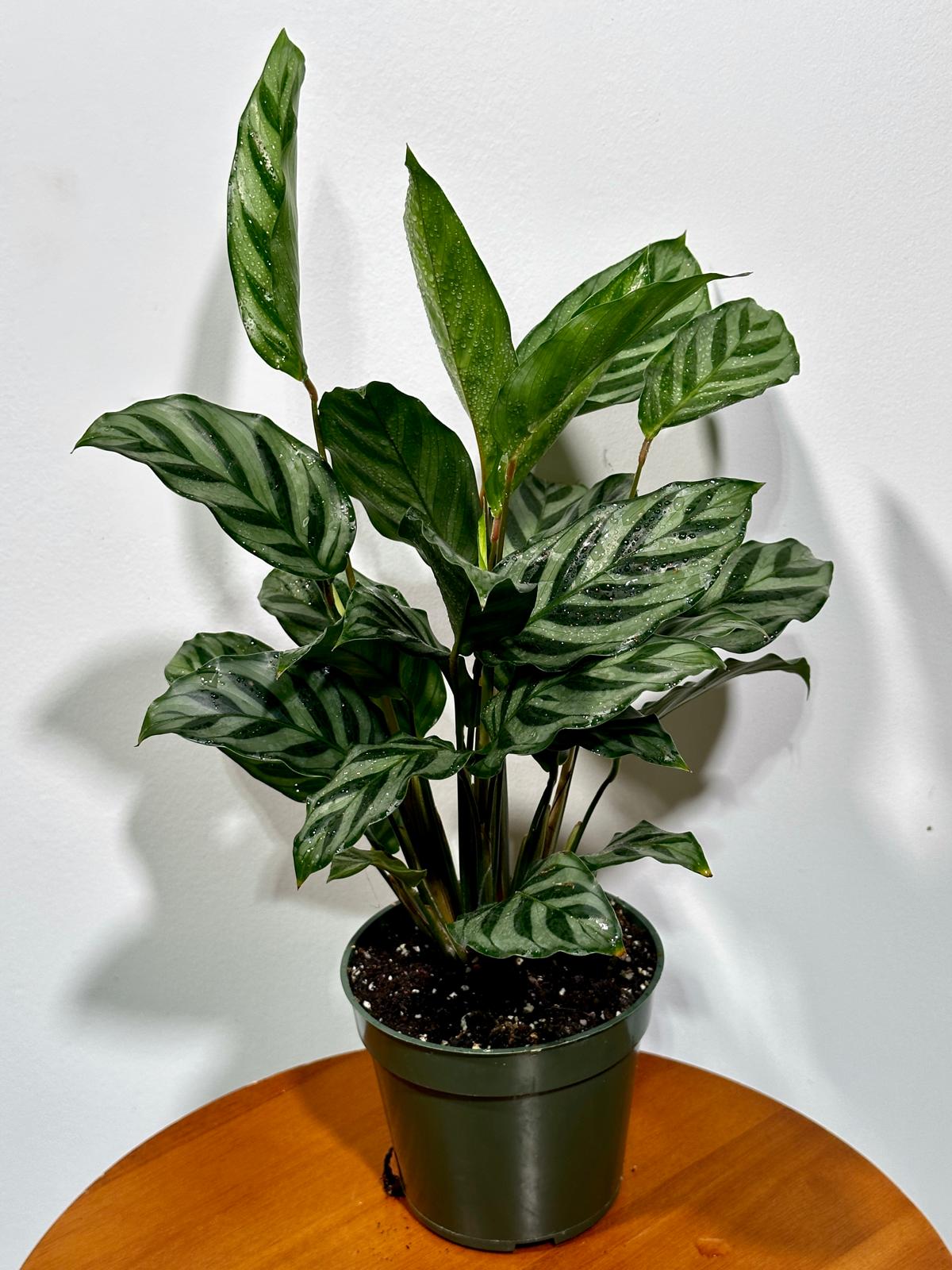Calathea Leopard in a 4” Grow Pot - Calathea Leopardina - Starter Plant - Air Purifier Houseplant - Easy Care Plant - Gift Houseplant