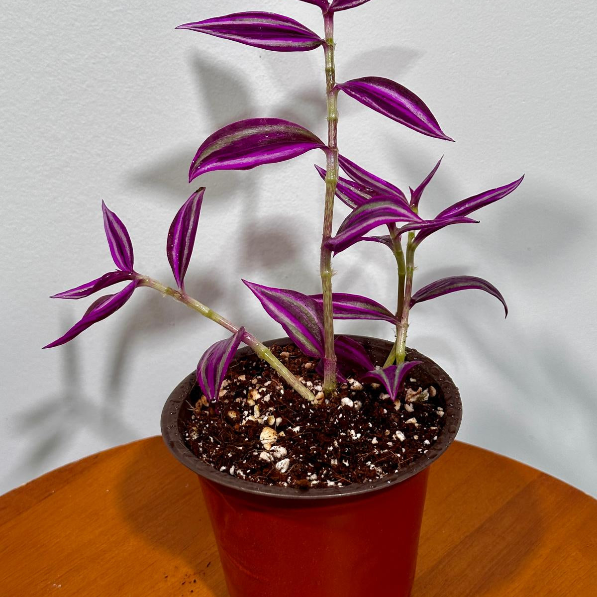 potting mix for wandering jew Tradescantia Pink Paradise in 3" Grow Pot - Wandering Jew Live Plant