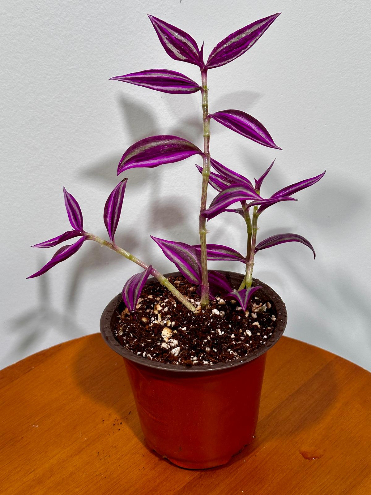 Tradescantia Pink Paradise in 3" Grow Pot - Wandering Jew Live Plant - Vibrant Pink Foliage - Easy and Low Maintenance Houseplant