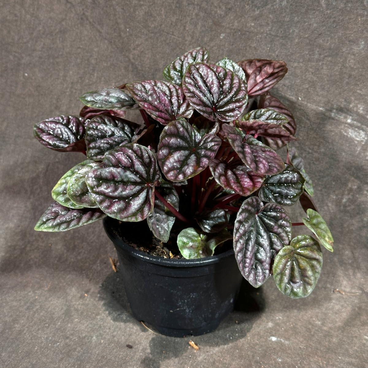 Peperomia Caperata 'Emerald Ripple' in a 3" Grow Pot – Unique Rippled Leaf Plant - Easy Care Indoor Houseplant - Live Plant in Grow Pot