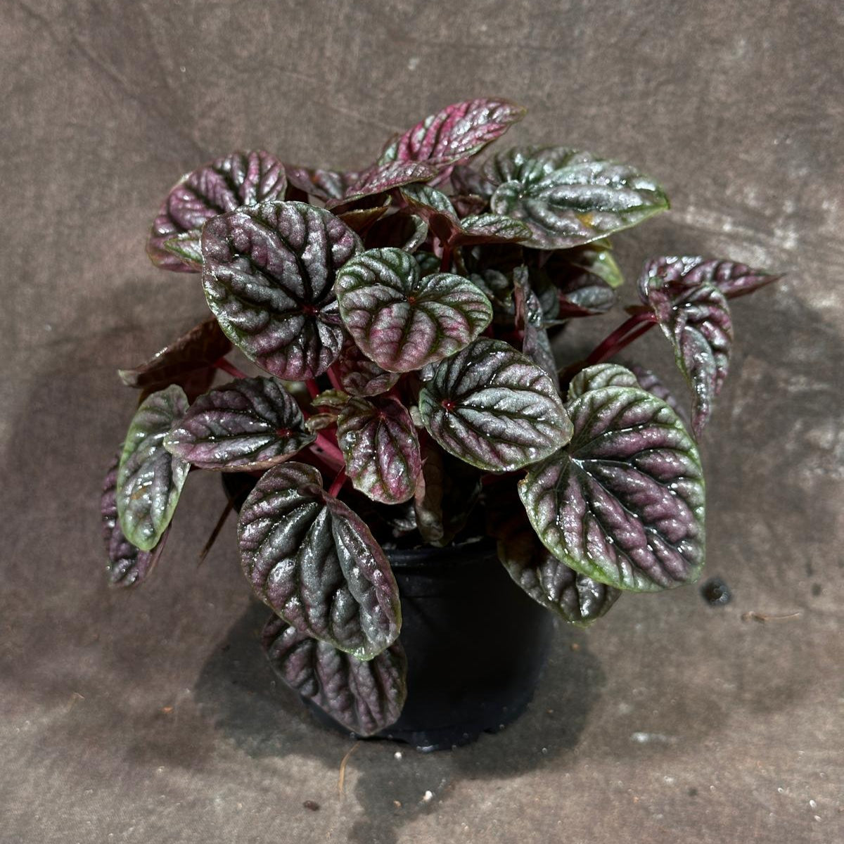 Peperomia Caperata 'Emerald Ripple' in a 3" Grow Pot – Unique Rippled Leaf Plant - Easy Care Indoor Houseplant - Live Plant in Grow Pot