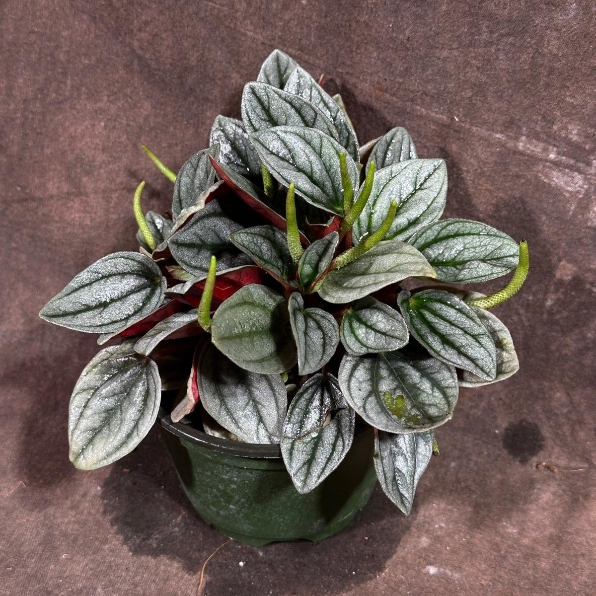 Peperomia Pearl in 4” Nursery Pot – Live Rare Houseplant with Variegated Leaves - Easy Care Indoor Plant - Pet Friendly Plant