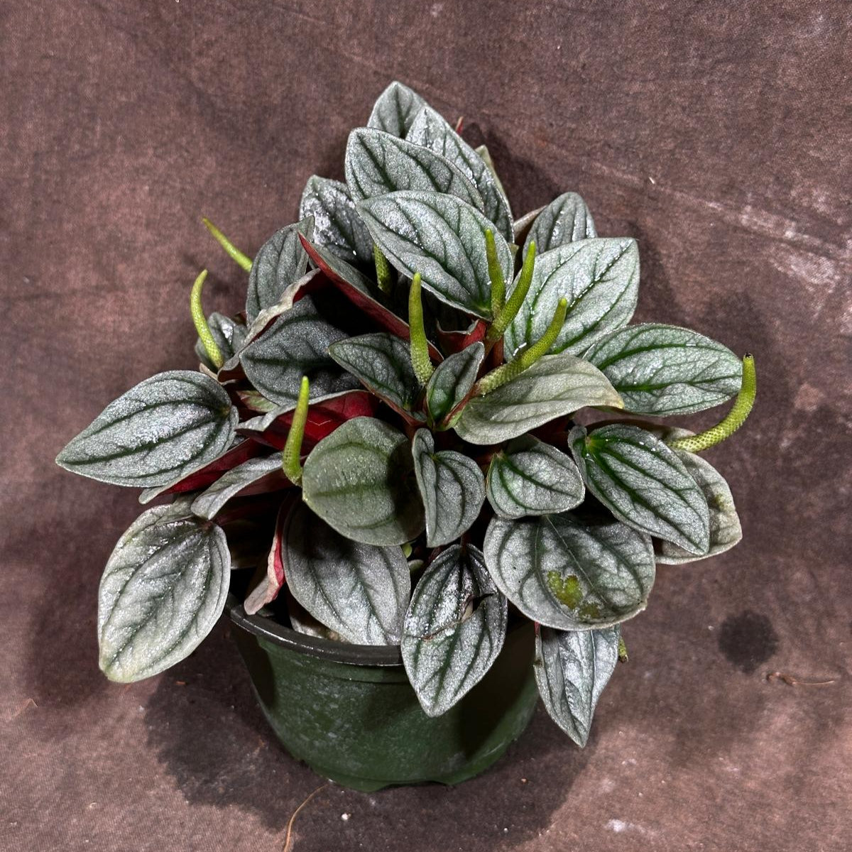 Peperomia Pearl in 4” Nursery Pot – Live Rare Houseplant with Variegated Leaves - Easy Care Indoor Plant - Pet Friendly Plant