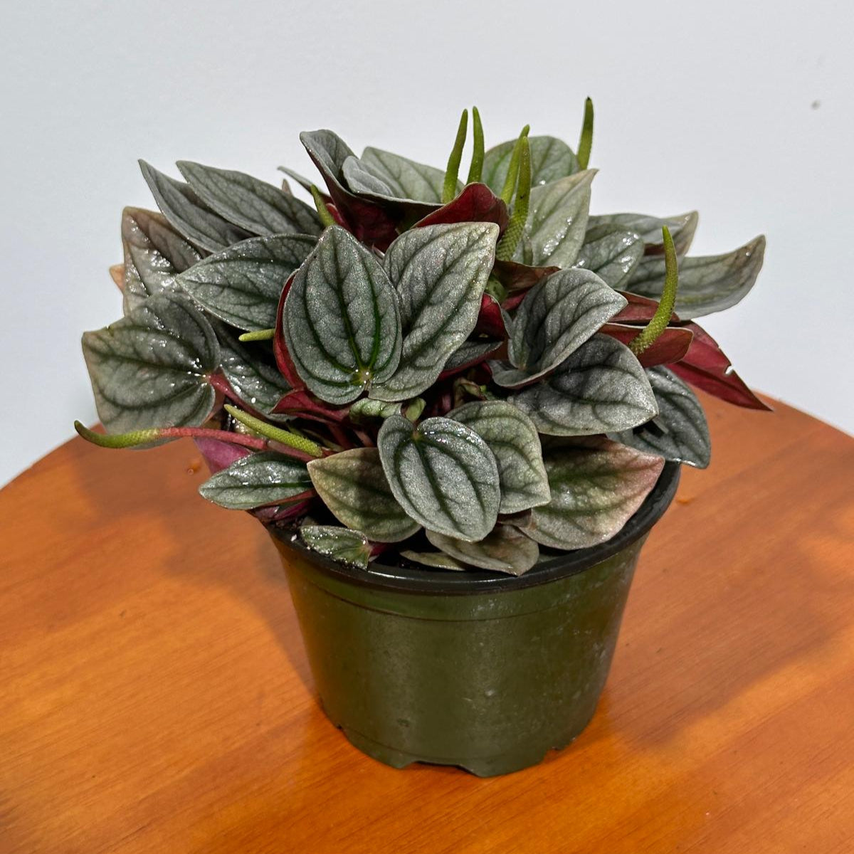 Peperomia Pearl in 4” Nursery Pot – Live Rare Houseplant with Variegated Leaves - Easy Care Indoor Plant - Pet Friendly Plant