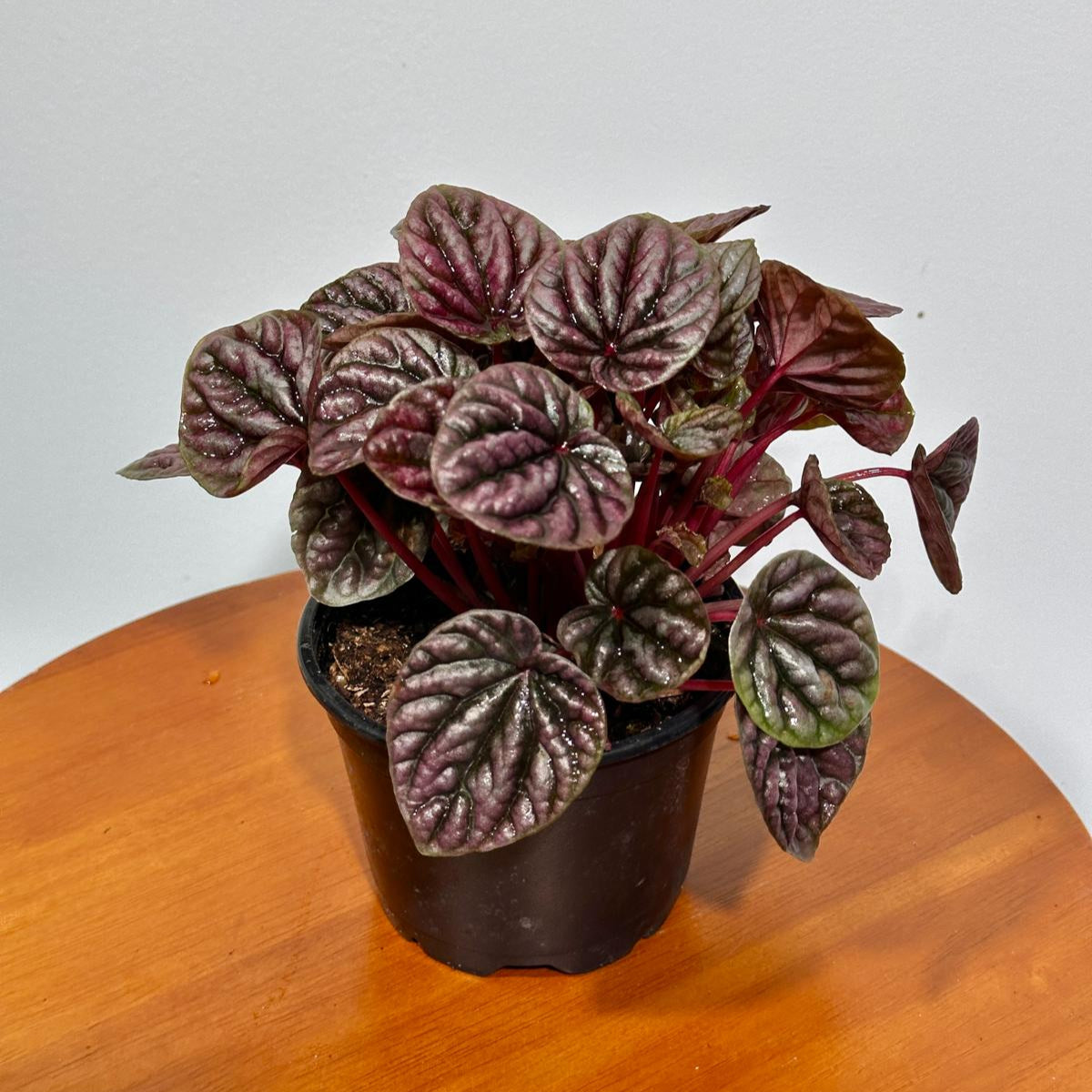 Peperomia Caperata 'Emerald Ripple' in a 3" Grow Pot – Unique Rippled Leaf Plant - Easy Care Indoor Houseplant - Live Plant in Grow Pot