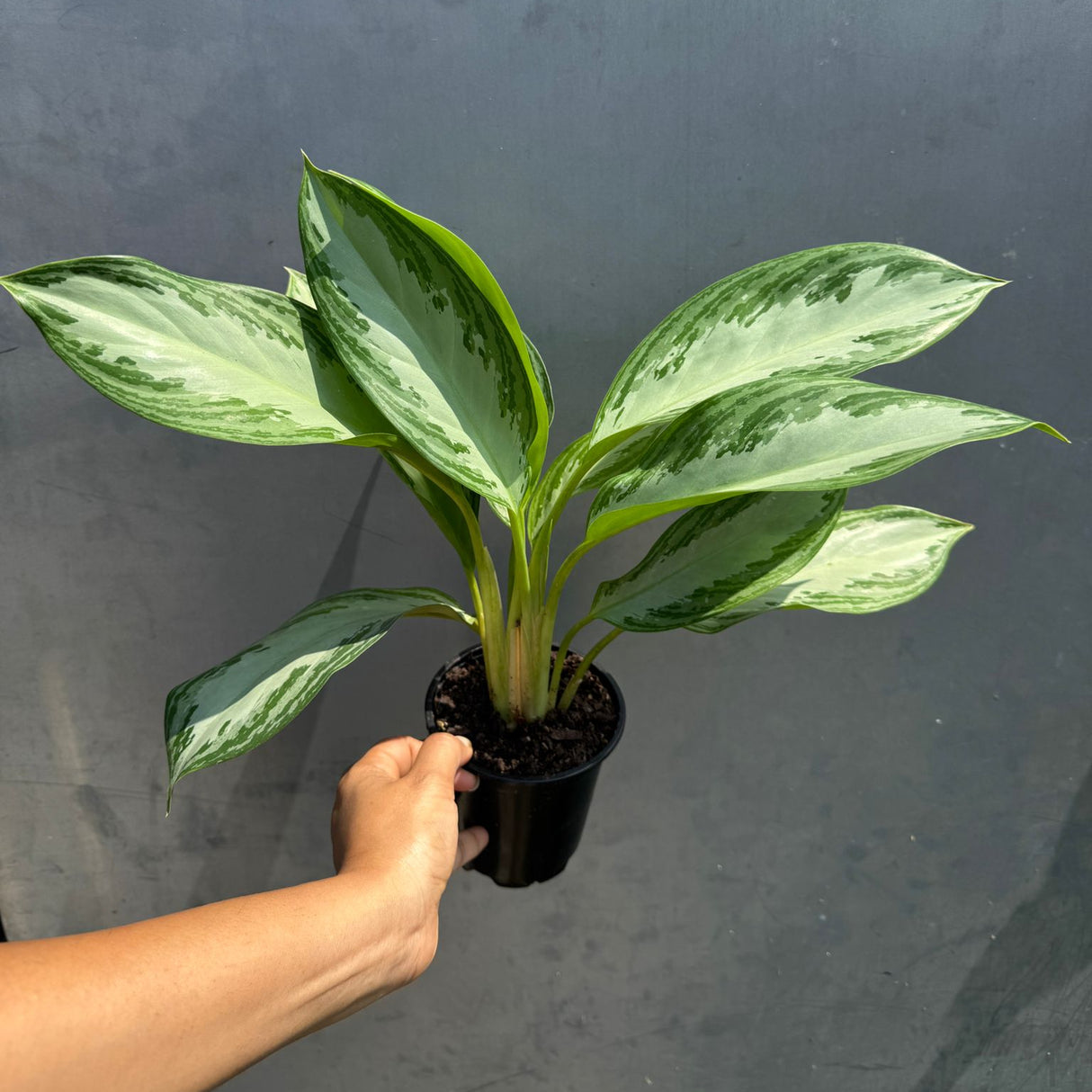 Aglaonema Silver Bay in 4" Nursery Pot - Beautiful Variegated Silver Bay Houseplants - Chinese Evergreen Live Plant - Easy Plant Gift