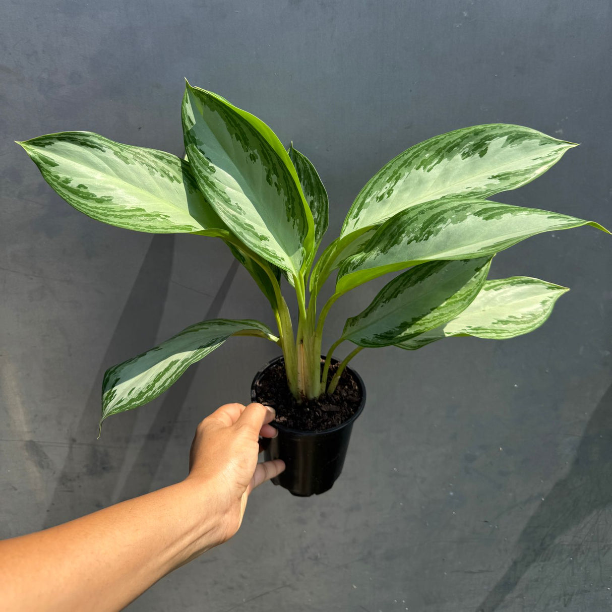 Aglaonema Silver Bay in 4" Nursery Pot - Beautiful Variegated Silver Bay Houseplants - Chinese Evergreen Live Plant - Easy Plant Gift