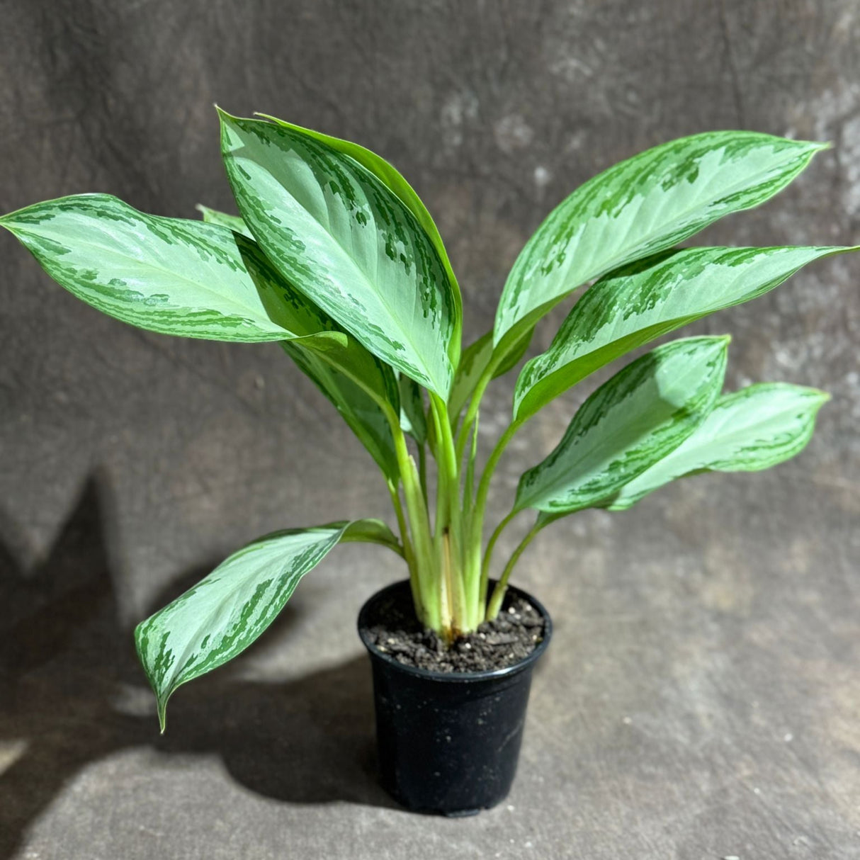 Aglaonema Silver Bay in 4" Nursery Pot - Beautiful Variegated Silver Bay Houseplants - Chinese Evergreen Live Plant - Easy Plant Gift